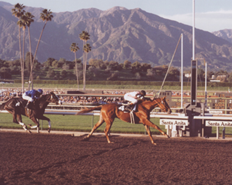 2011.21.28: Affirmed with Steve Cauthen up winning the 1978 San Felipe Handicap at Santa Anita Park (Bill Mochon)