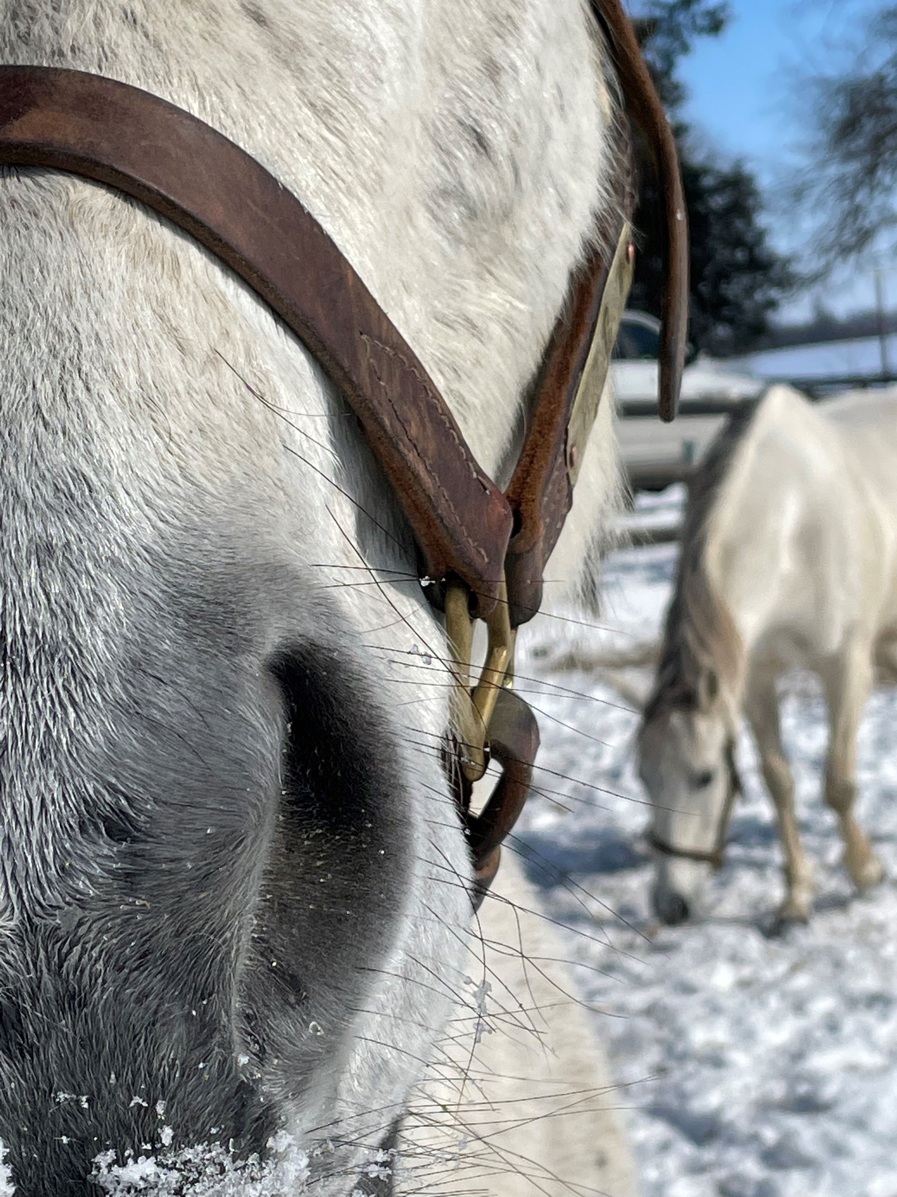 “Grays” by Ann Hayes