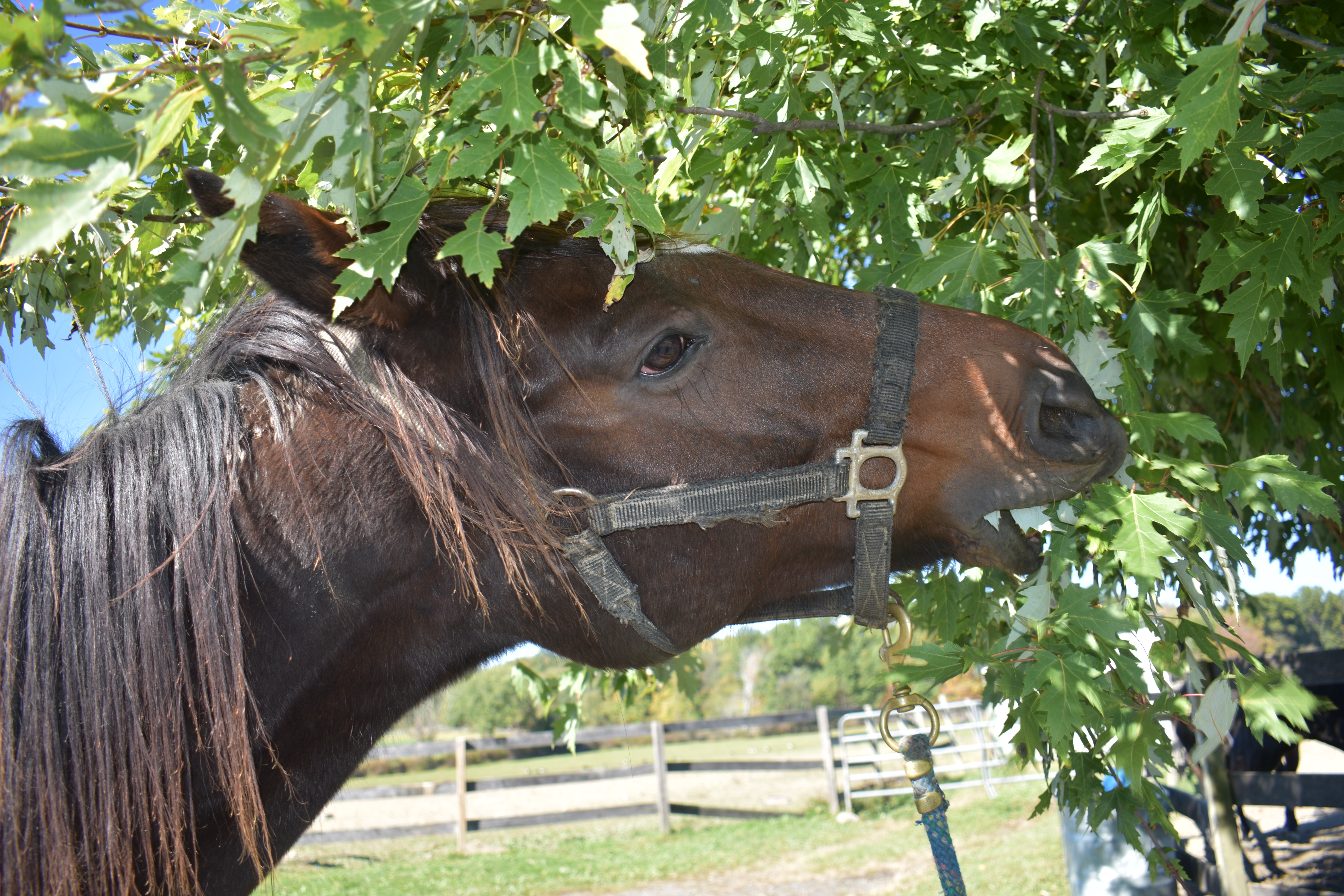 "Benny Beyond the Track" (September 2017 - Thoroughbred Retirement Foundation's farm at Wallkill Correction Facility), Deborah Miles