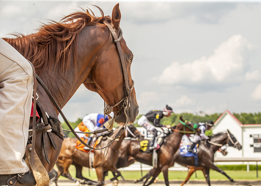 "Calm Concentration" (Louisiana Downs, Bossier City, LA - June 5, 2022), photograph by Ann Switalski