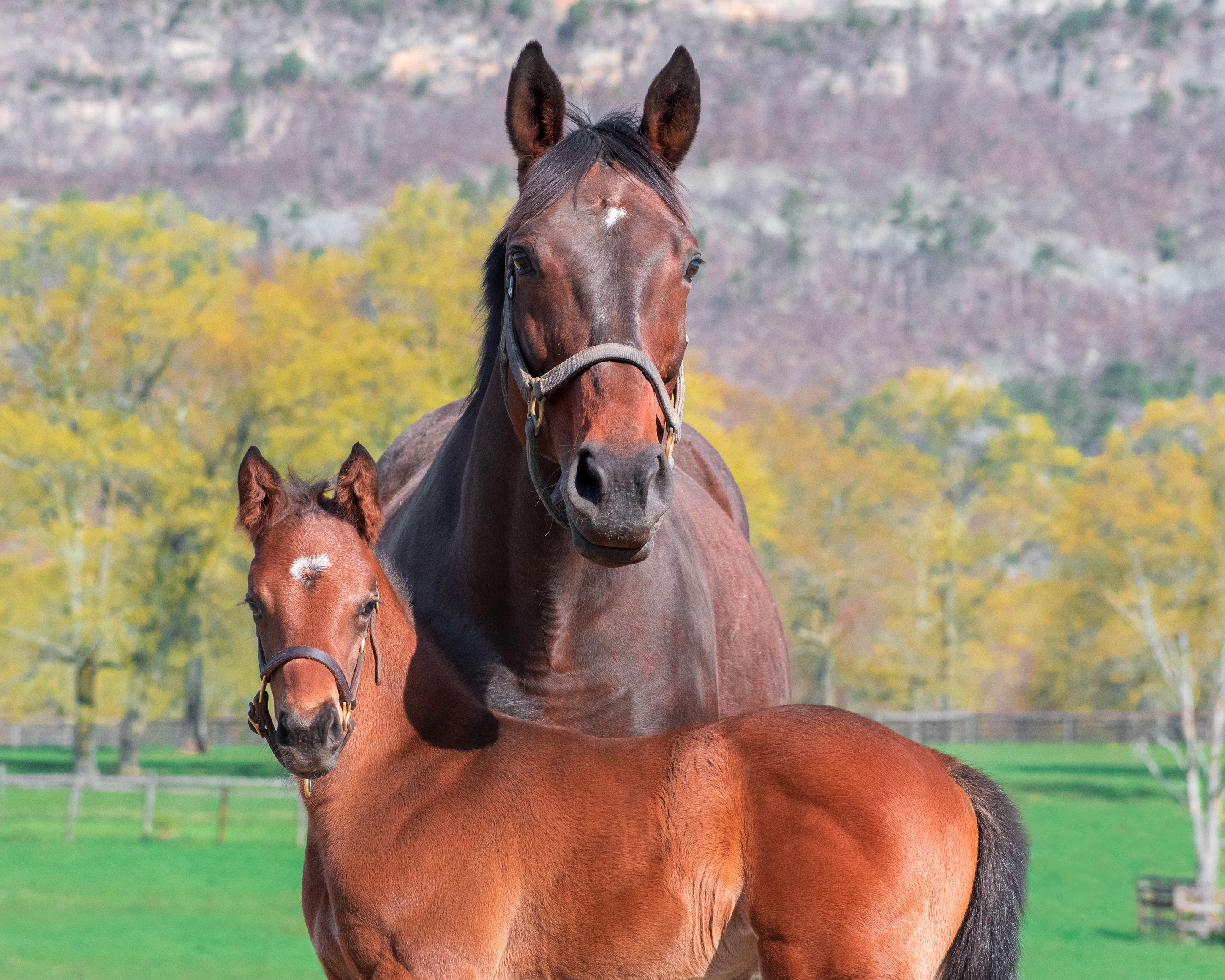 "The Broodmare" (May 1, 2022 - Majestic View Farms, Int., Gardiner, NY), Elizabeth Sickler