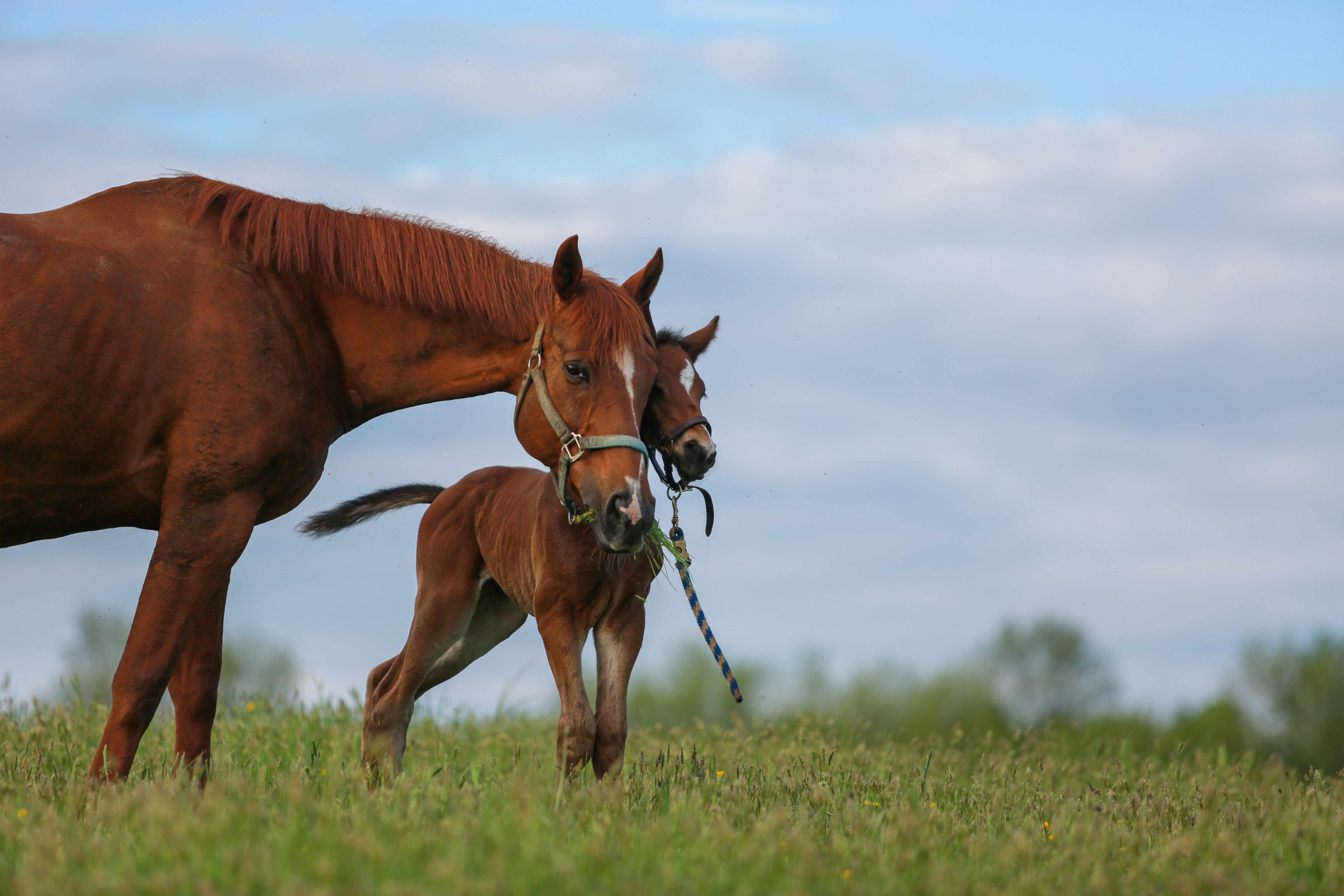 "Where it Begins" (Countryside Stables, Martville, NY - Springtime), photograph by Melanie Kimberly