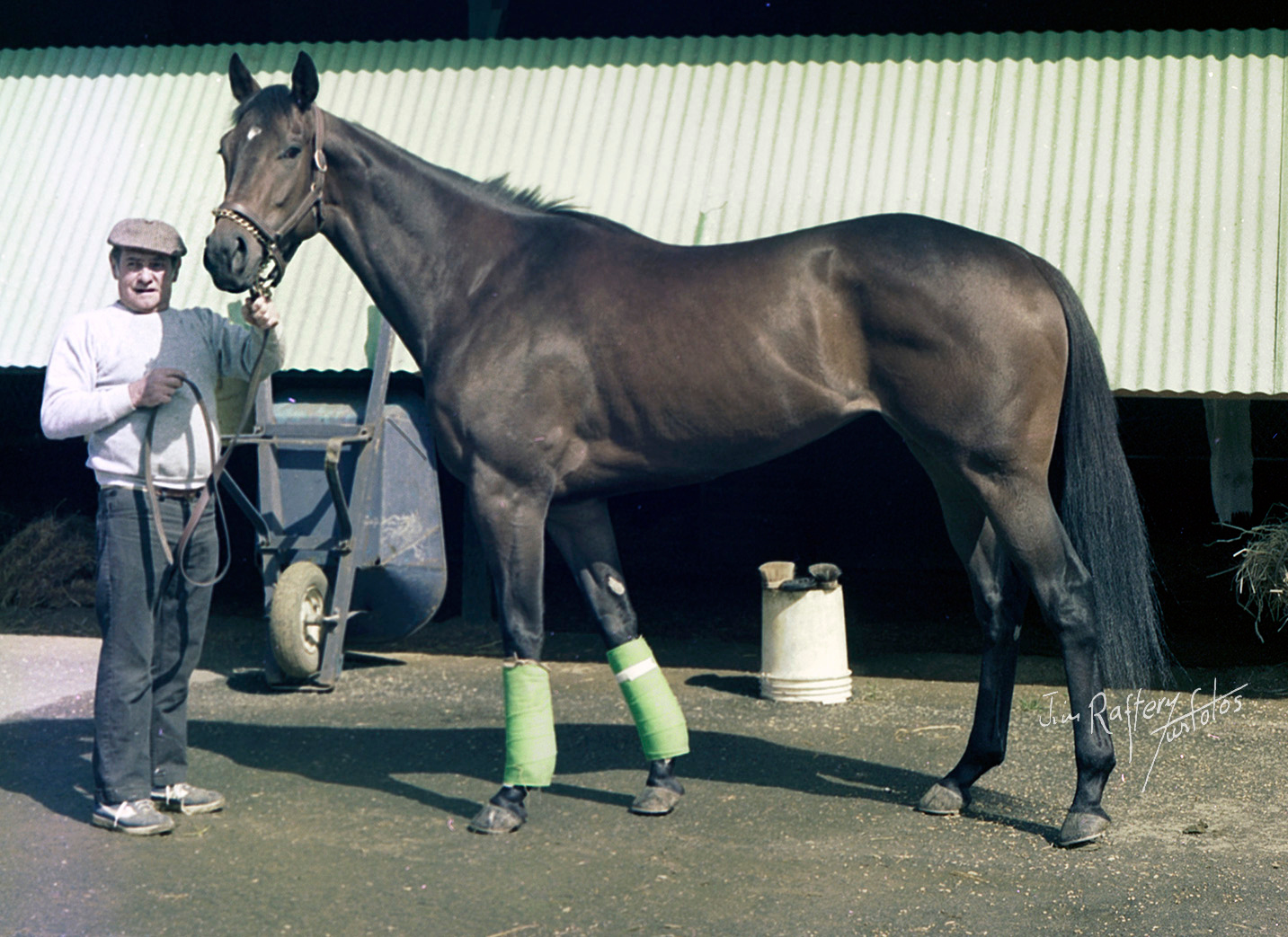 Gold Beauty, champion sprinter, at Monmouth Park, May 7, 1983 (Jim Raftery Turfotos)