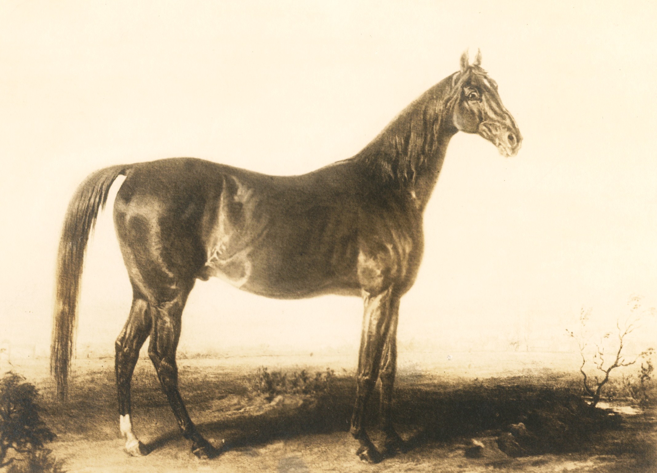 Photograph of an Edward Troye portrait of American Eclipse (Museum Collection)