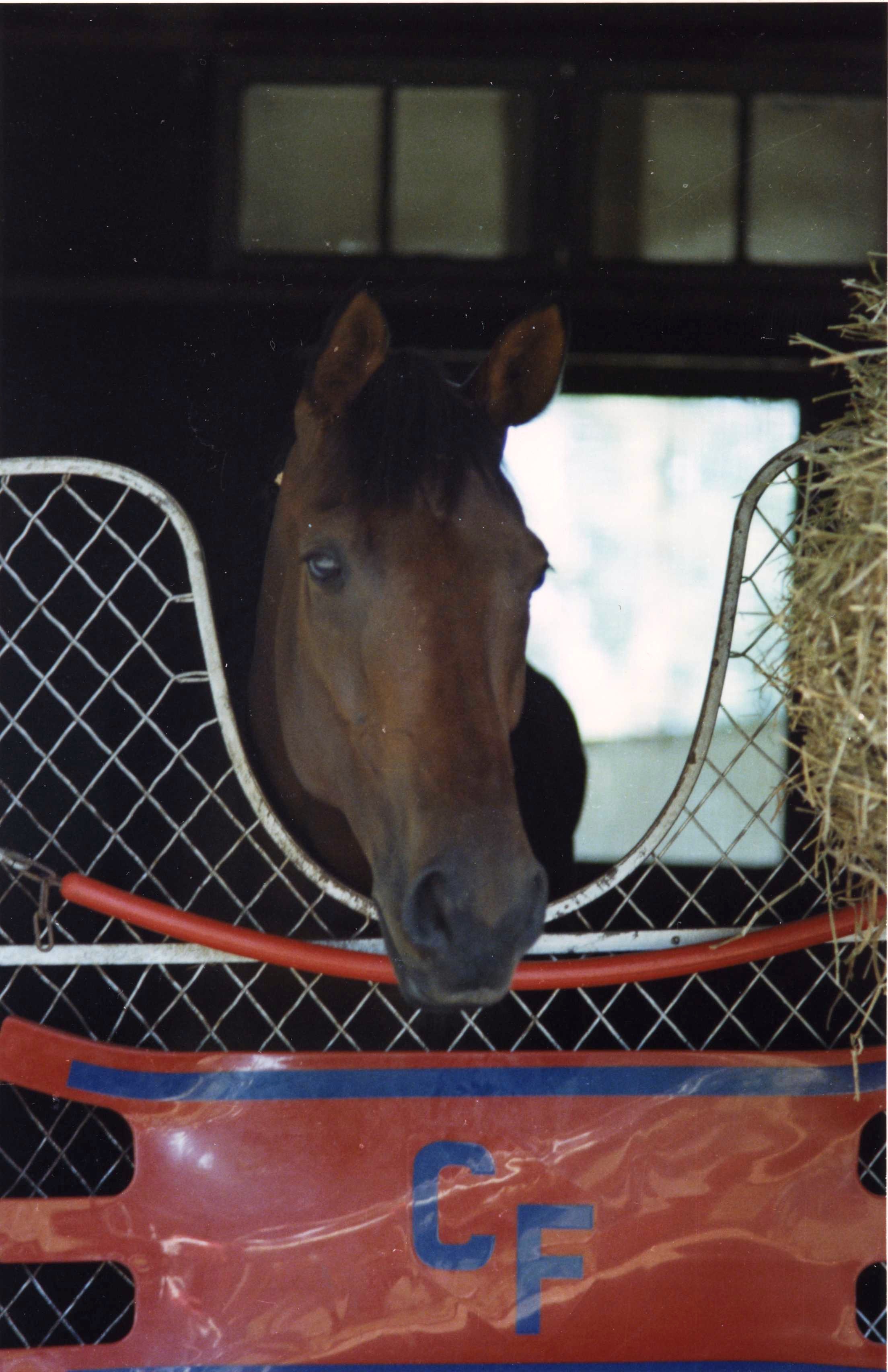 Davona Dale at Saratoga, 1978 (Barbara D. Livingston/Museum Collection)