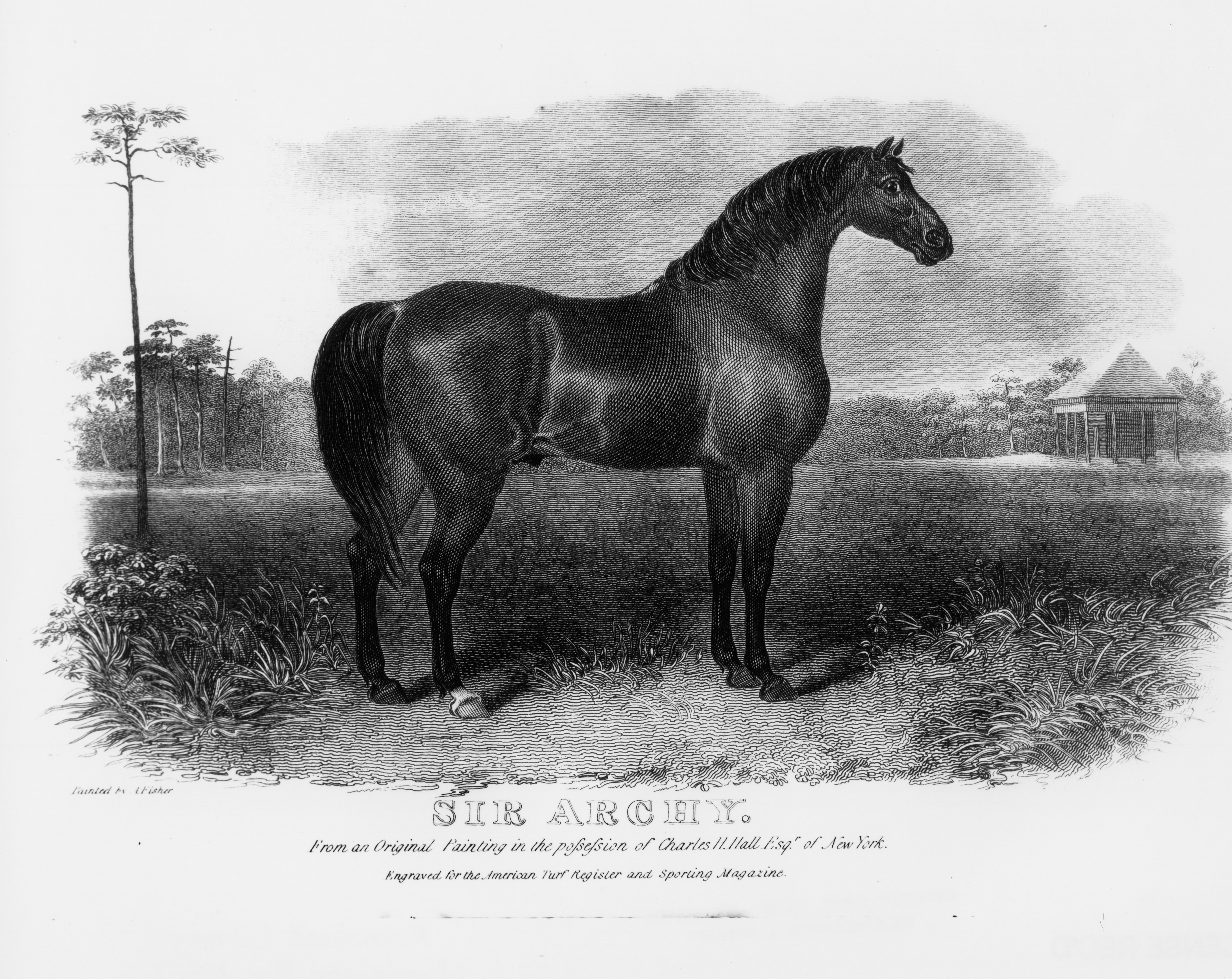 A likeness of Sir Archy based on a painting by Alvan Fisher (Keeneland Library Collection/Museum Collection)