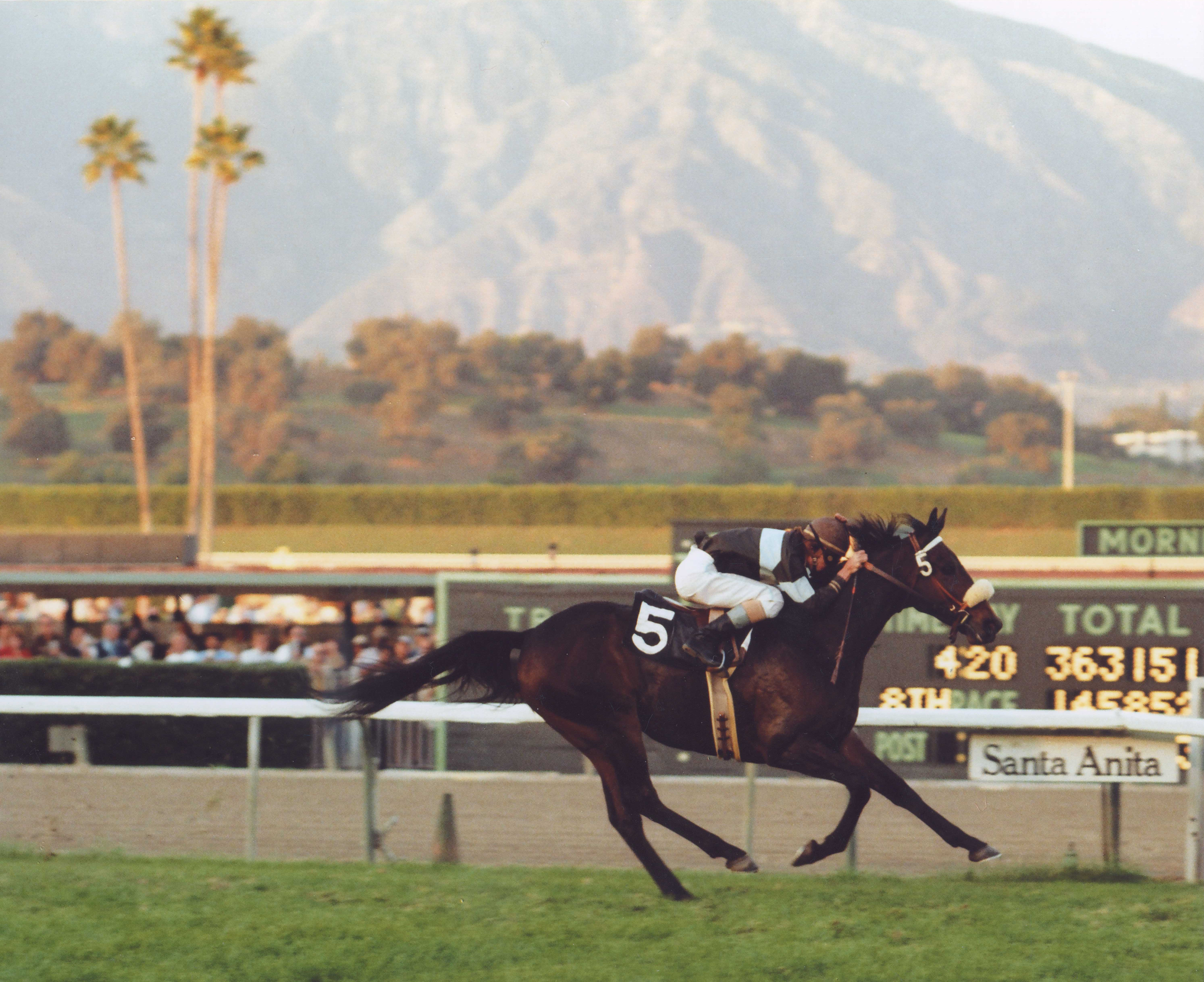 John Henry (Darrel McHargue up) winning the 1979 Henry P. Russell Handicap (Division 2) at Santa Anita (Bill Mochon/Museum Collection)