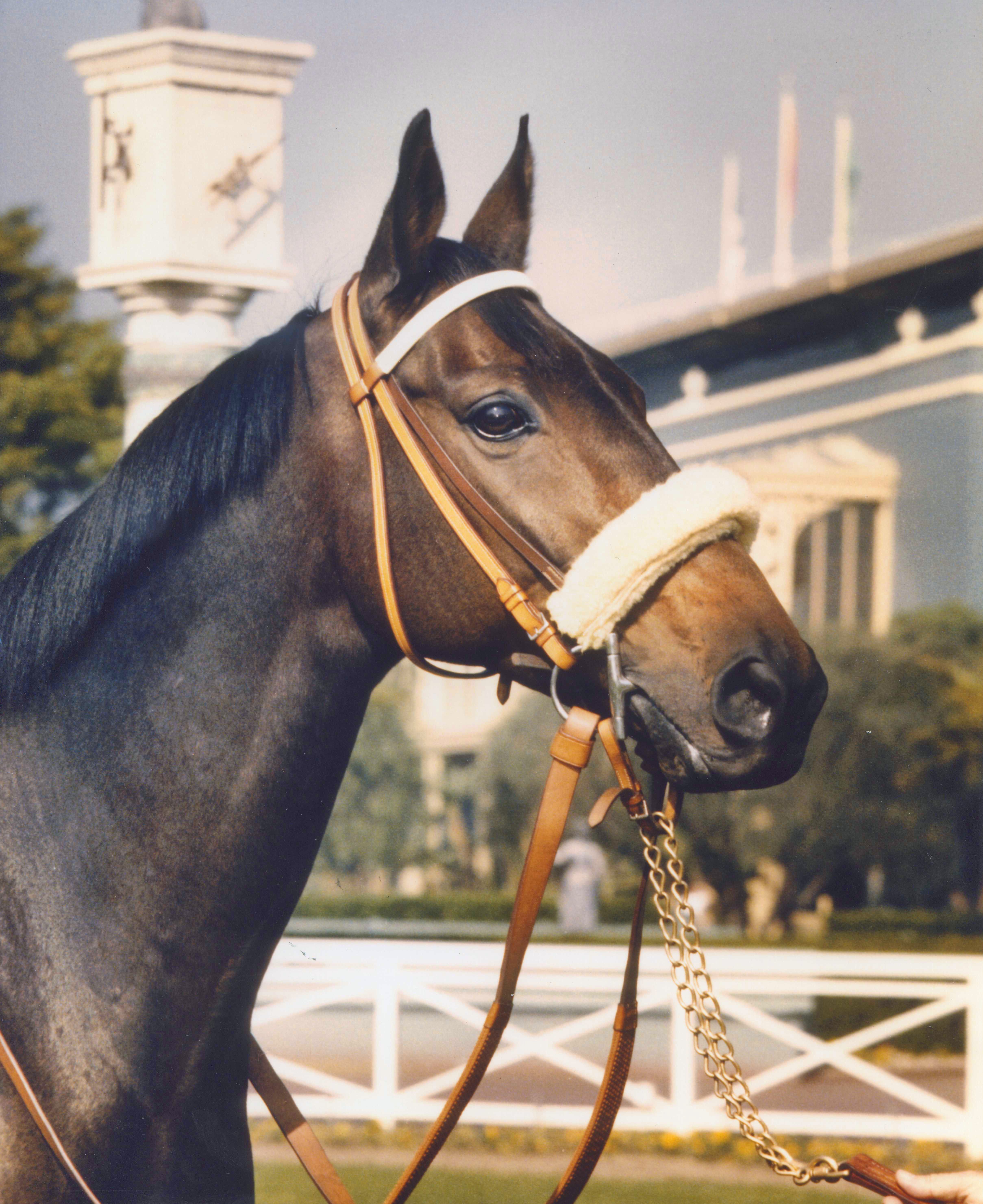 Headshot of John Henry in the paddock of Santa Anita, March 1980 (Bill Mochon/Museum Collection)