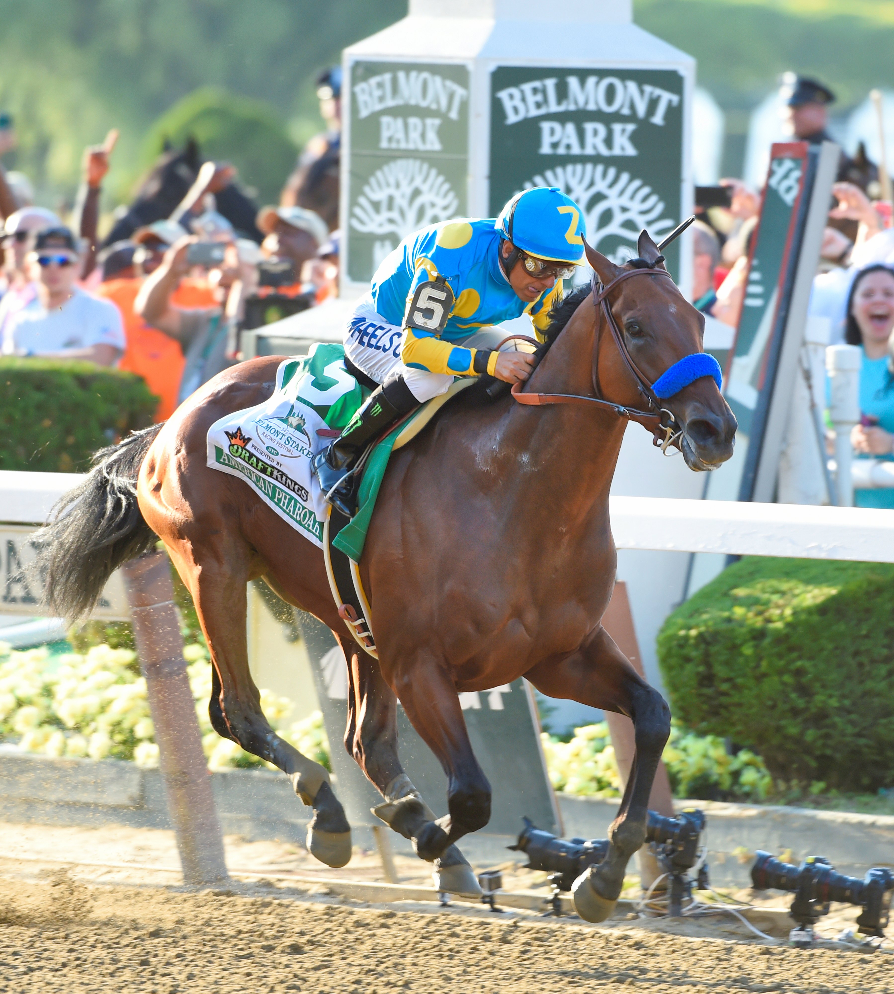 American Pharoah, Victor Espinoza up, winning the 2015 Belmont Stakes to become America's 12th Triple Crown winner (Skip Dickstein)