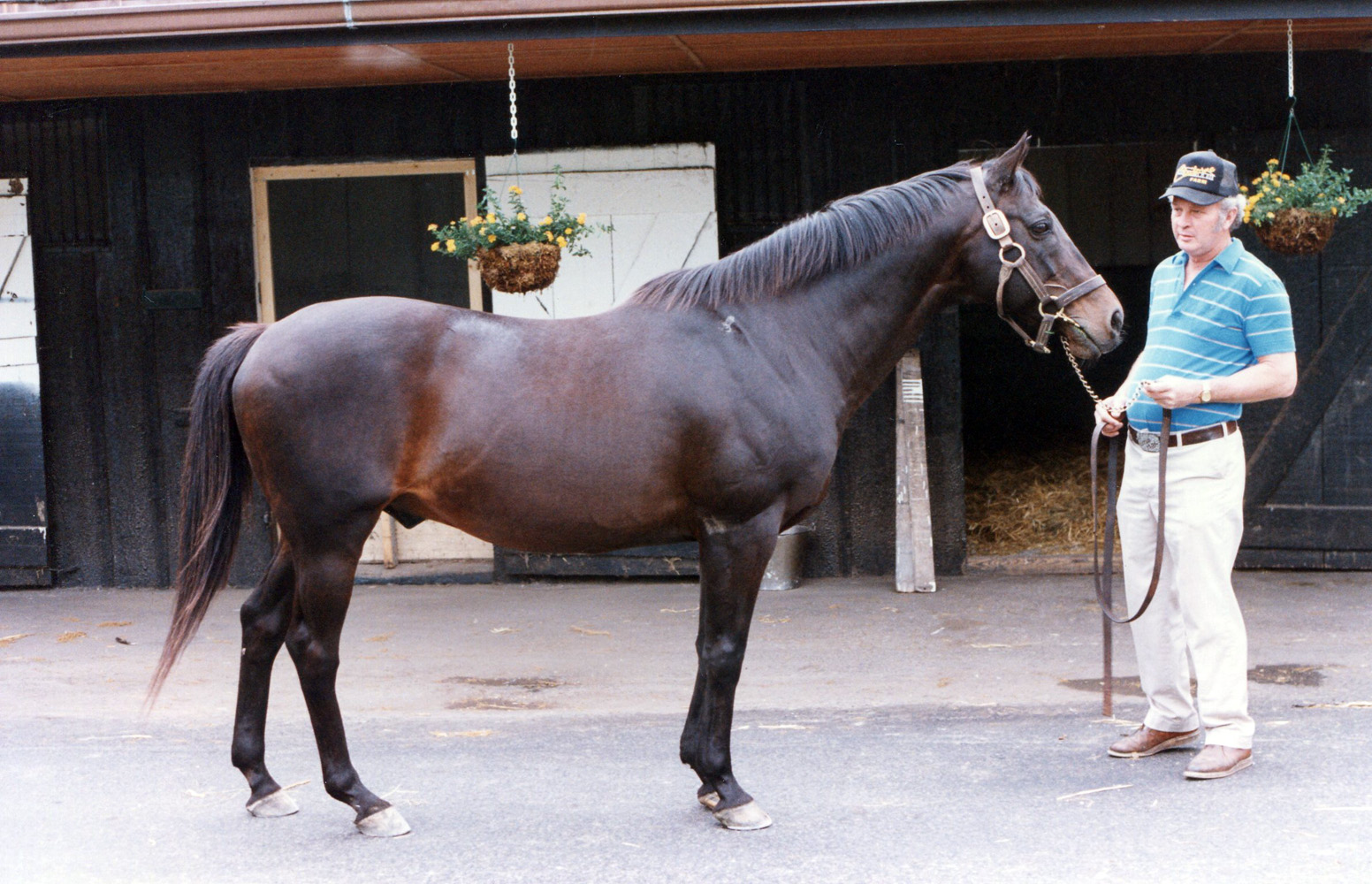 Ack Ack at Claiborne Farm, 1984 (Barbara D. Livingston/Museum Collection)