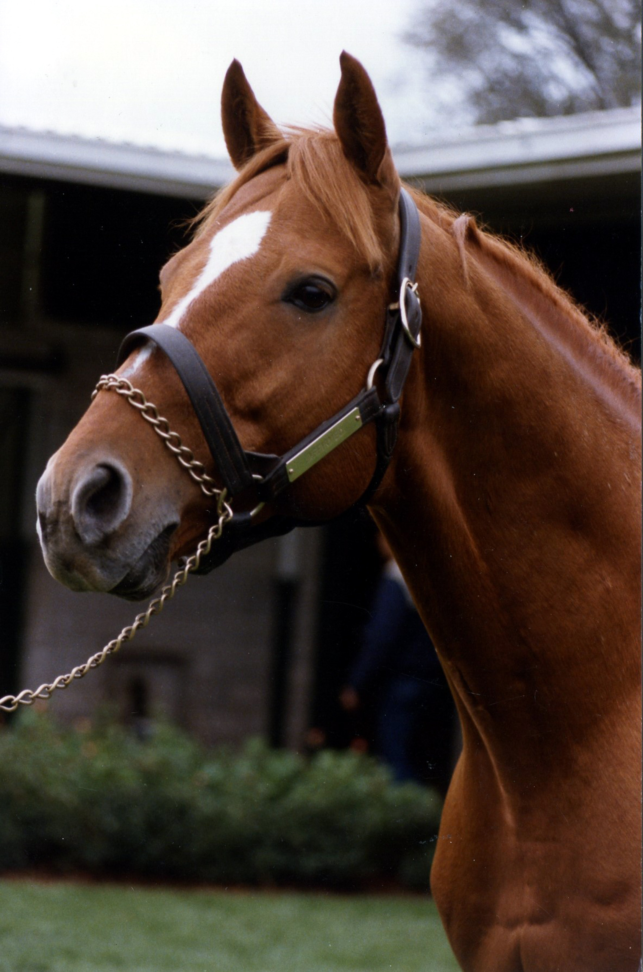 Affirmed at Spendthrift Farm, October 1984 (Barbara D. Livingston/Museum Collection)