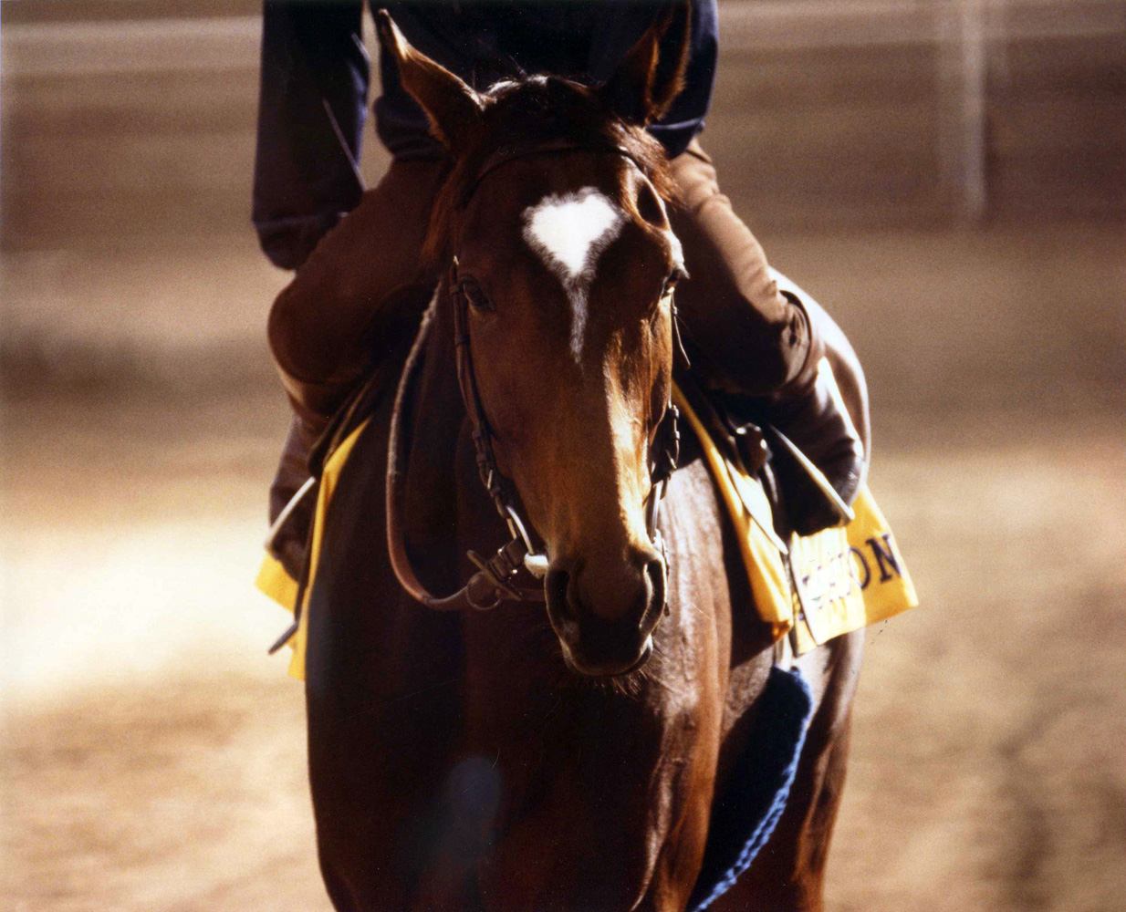 All Along at the 1984 Breeders' Cup at Hollywood Park (Katey Barrett/Museum Collection)