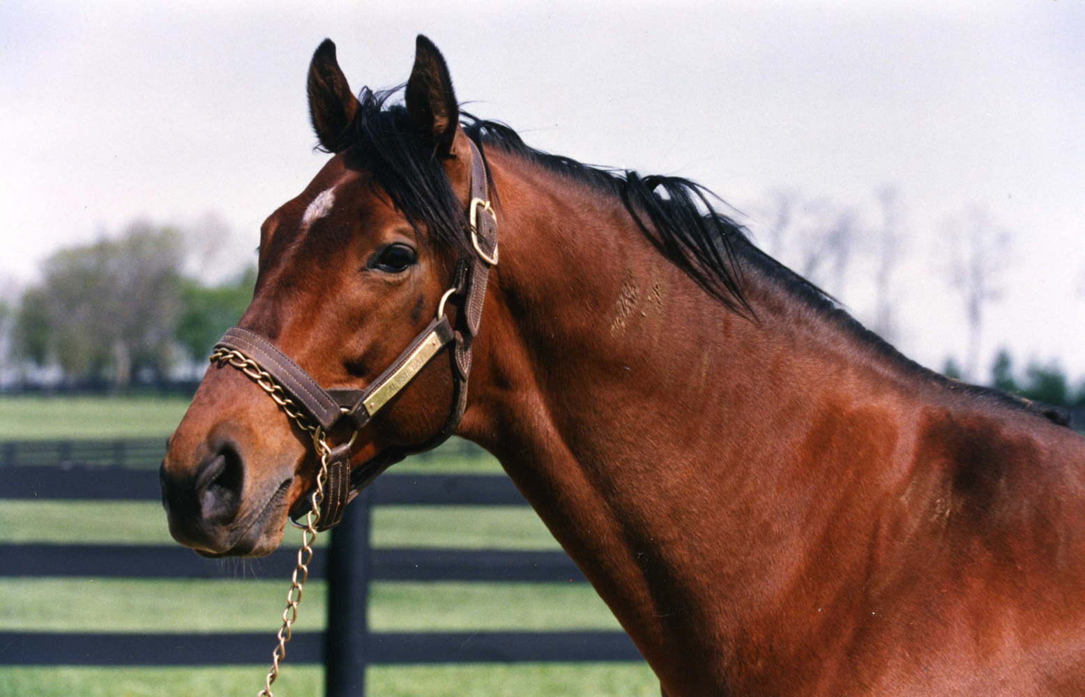 Alysheba at Lane's End Farm, May 1993 (Barbara D. Livingston/Museum Collection)