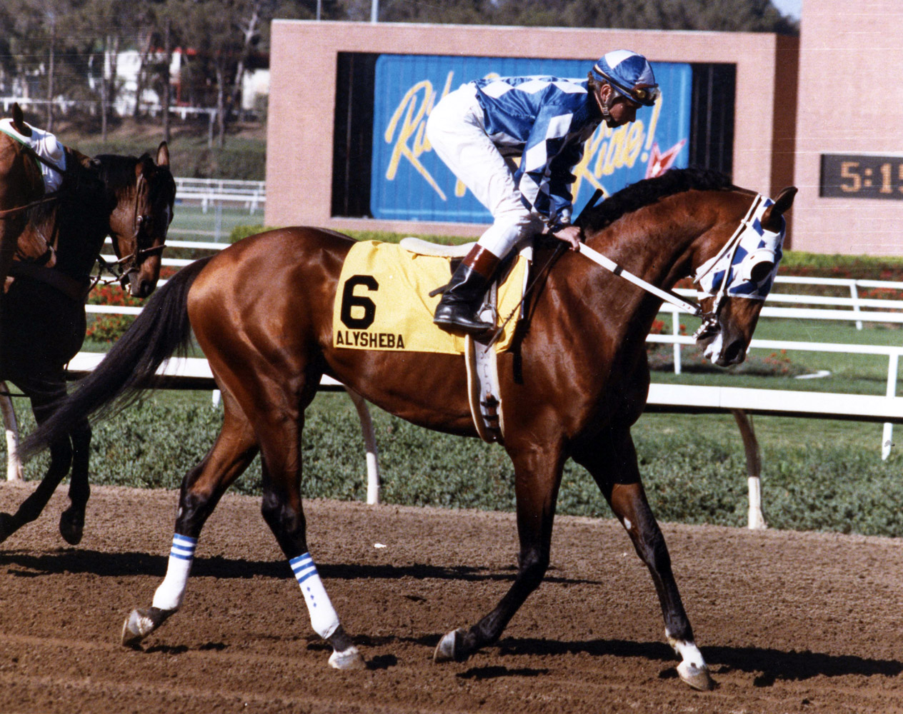 Alysheba with Chris McCarron up (Dan Johnson/Museum Collection)