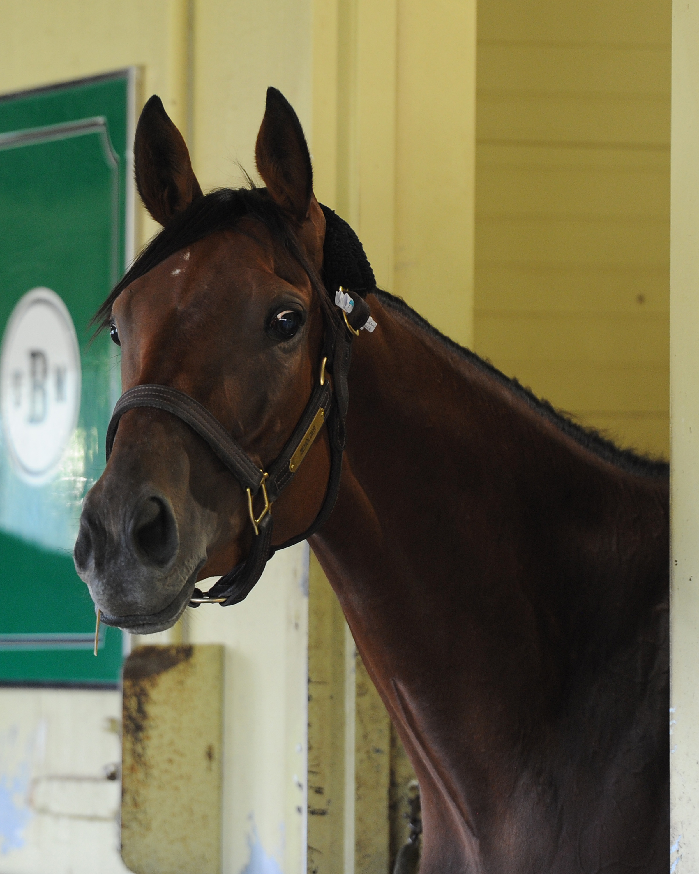 Beholder (NYRA)