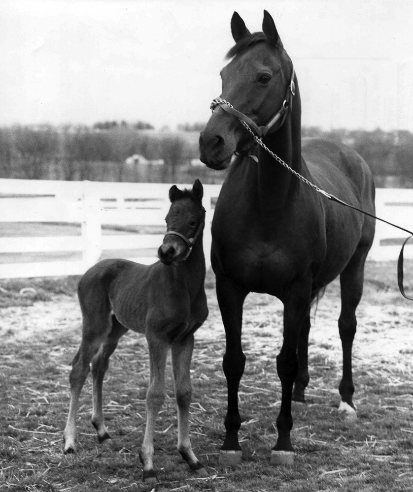 Bowl of Flowers and her foal, April 1966 (Museum Collection)