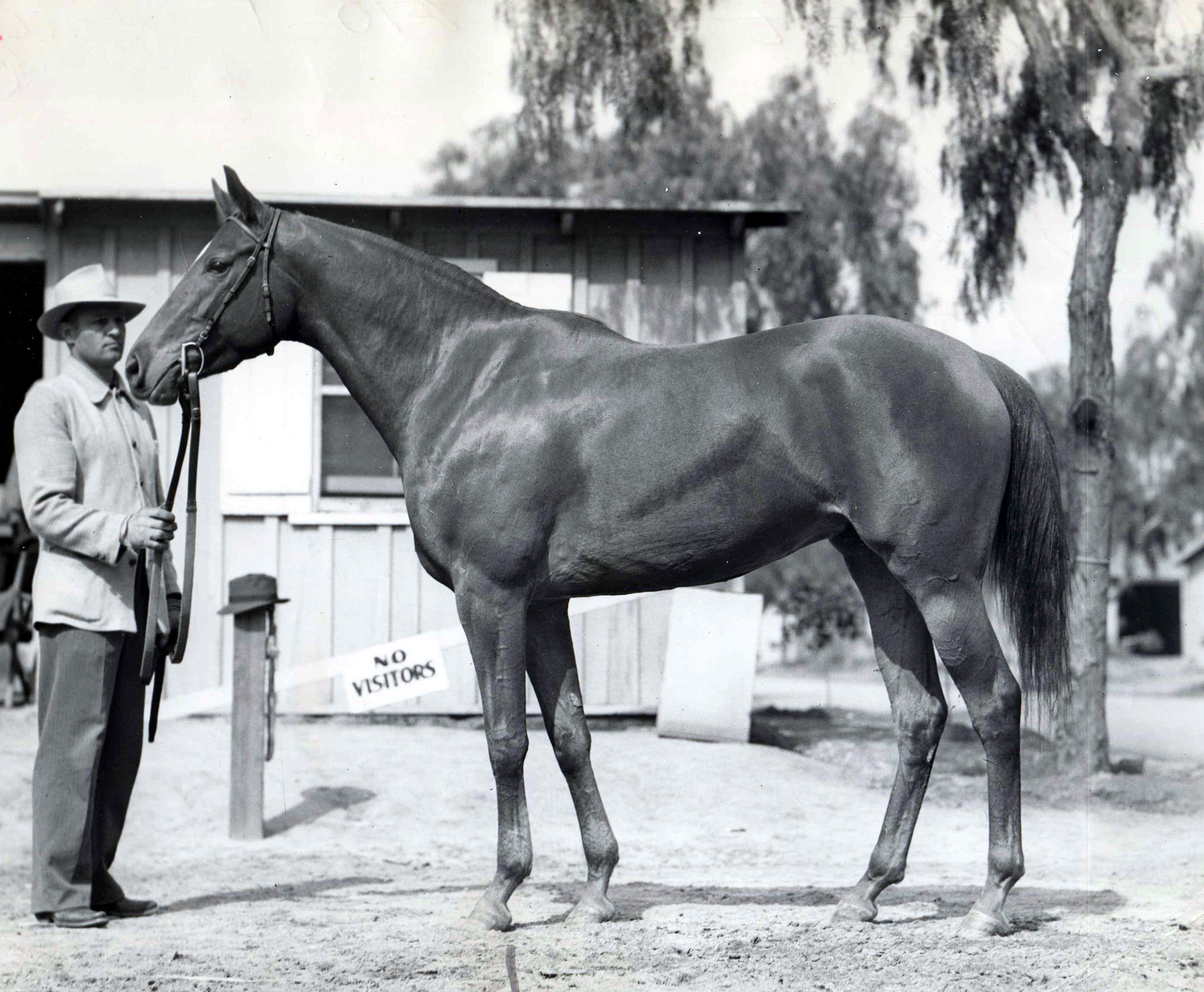 Busher (Bert Clark Thayer/Museum Collection)