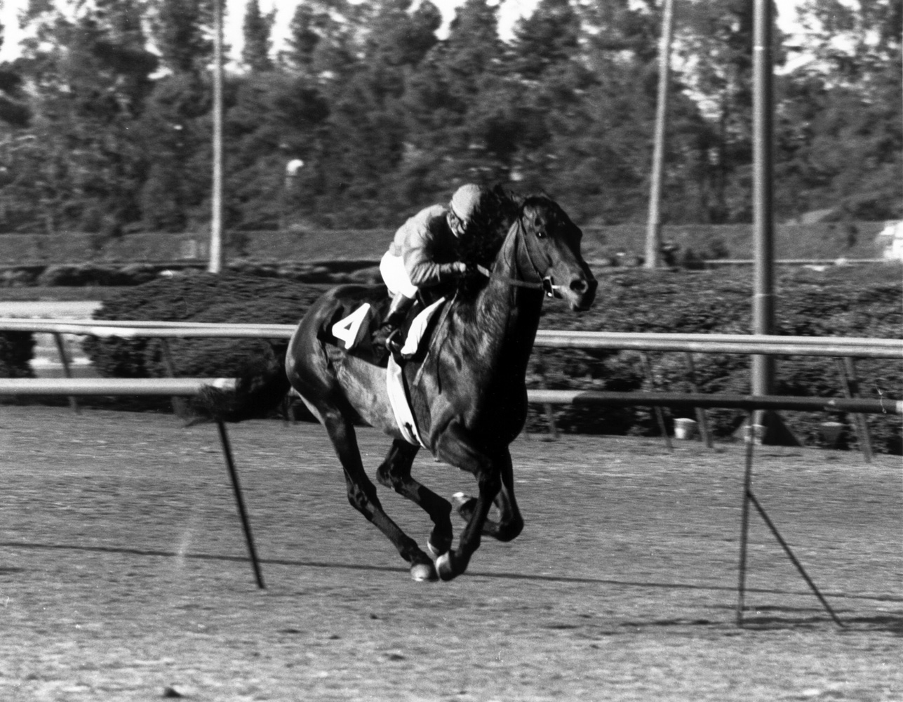 Cougar II (Bill Shoemaker up) winning the 1973 Century Handicap at Hollywood Park (Bill Mochon/Museum Collection)