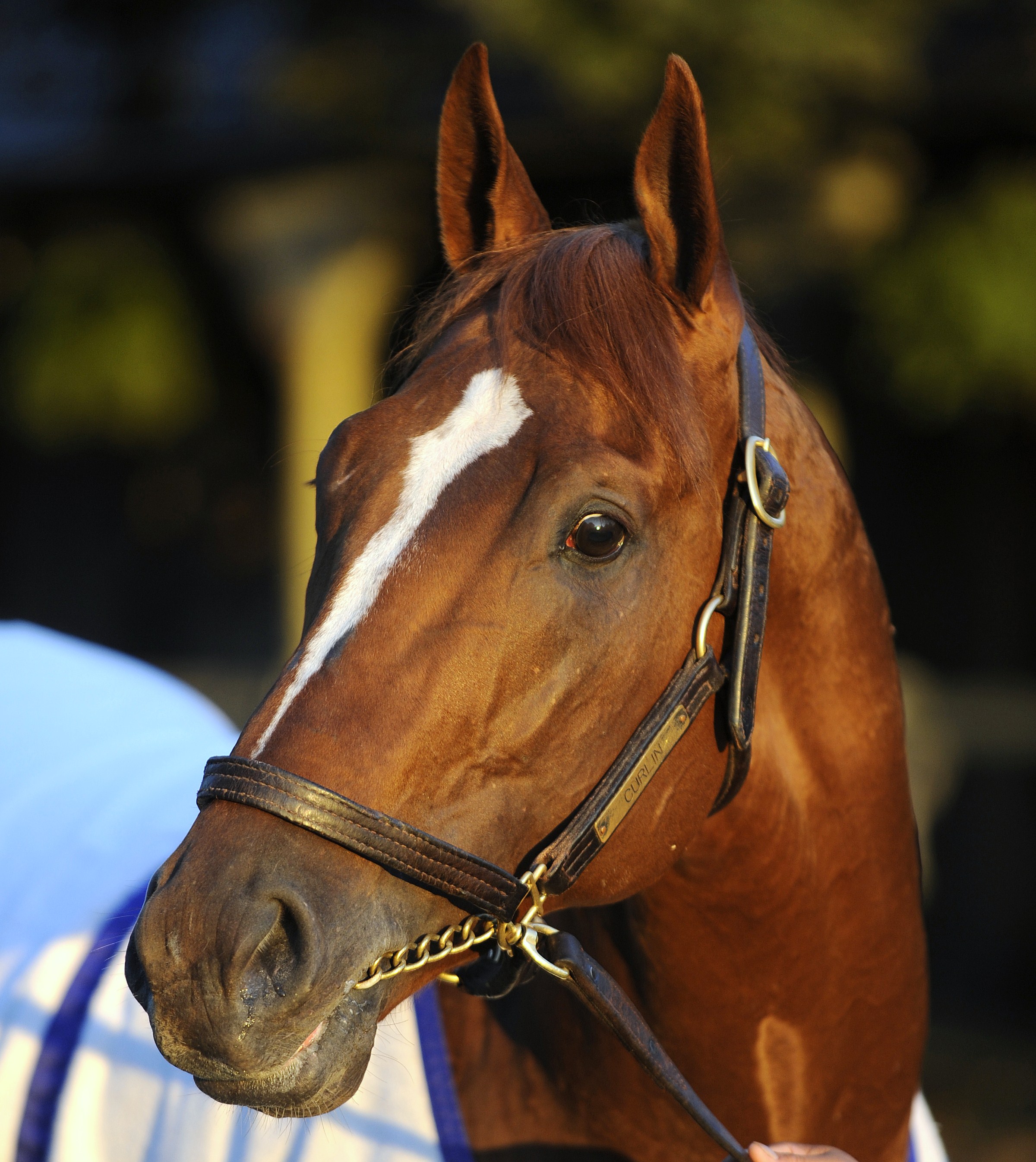 Curlin (Skip Dickstein)