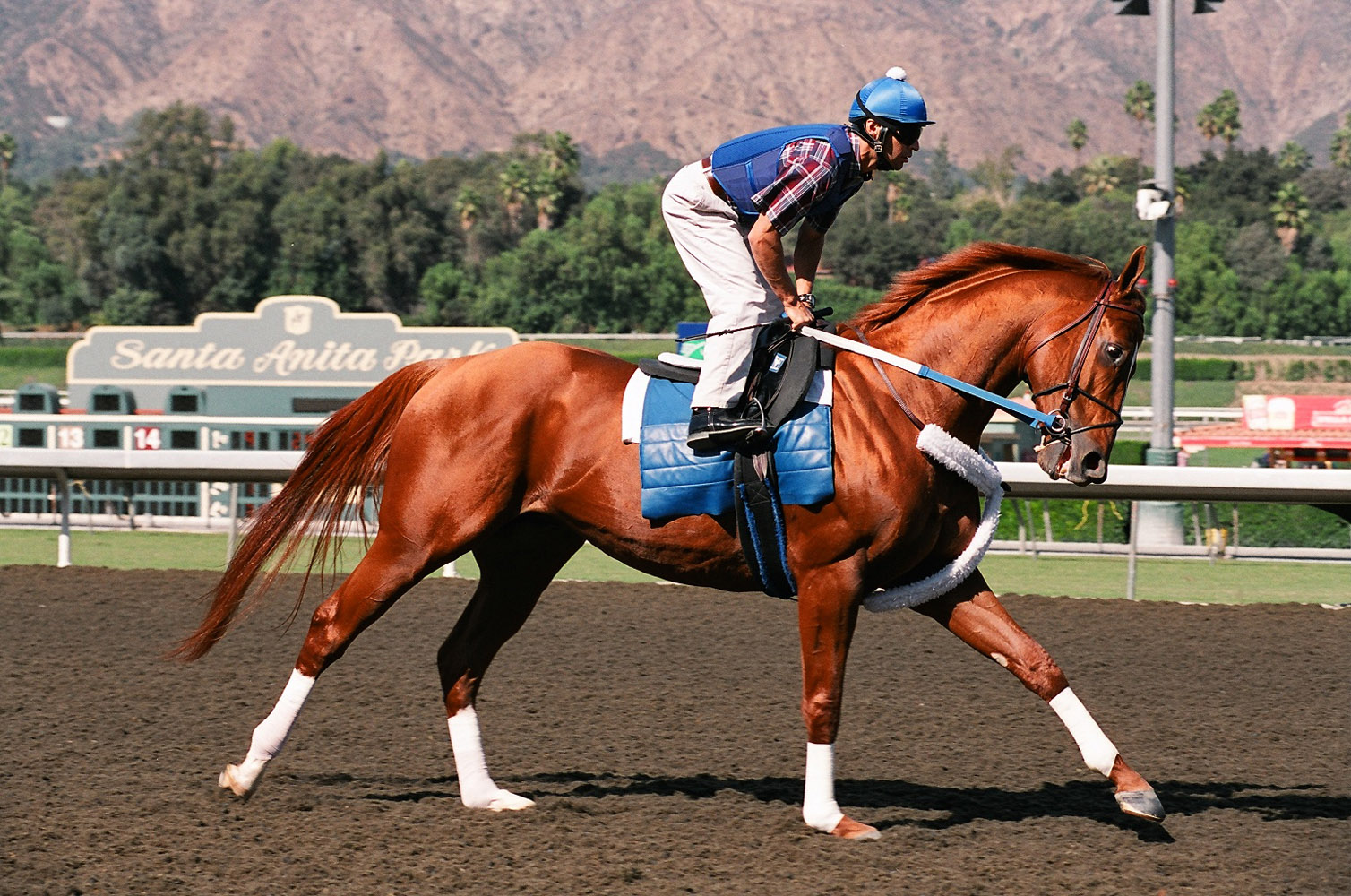 Curlin prepping for the Breeders' Cup Classic at Santa Anita, October 2008 (Bill Mochon/Museum Collection)