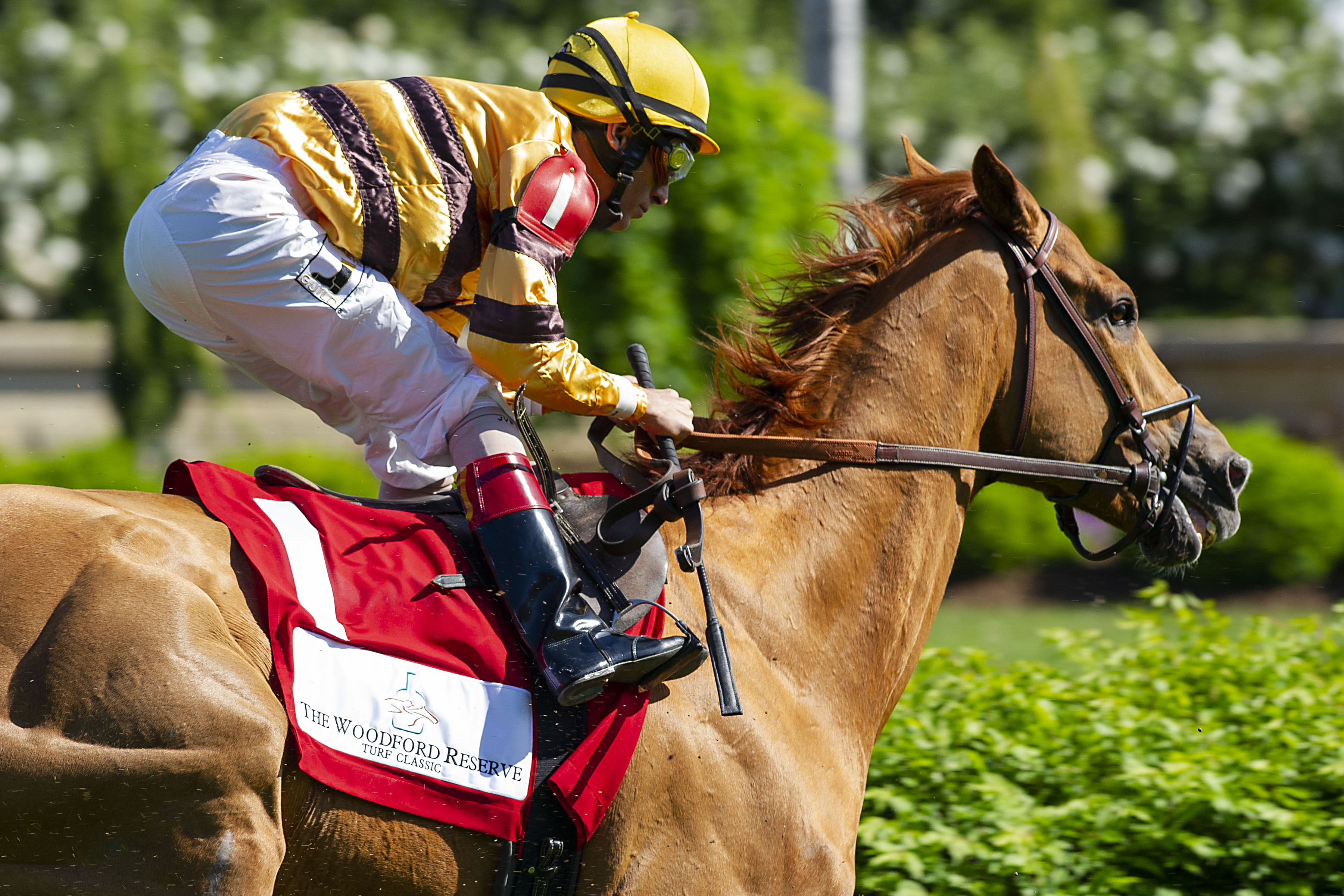 Wise Dan, John Velazquez up (Eric Kalet)