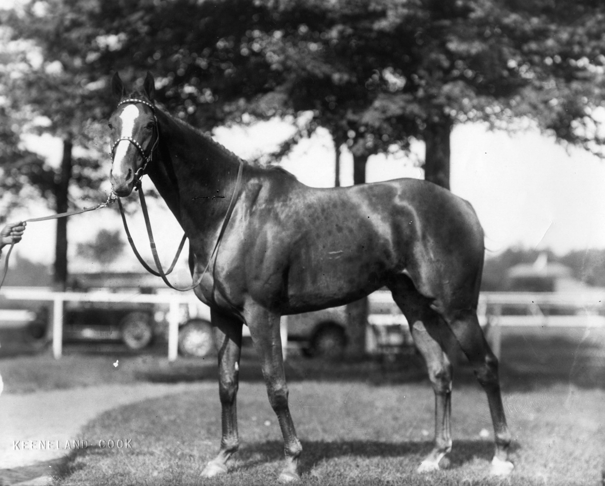 Discovery (Keeneland Library Cook Collection/Museum Collection)