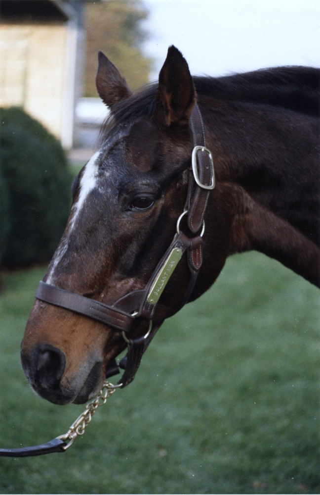 Gallant Man in retirement at Spendthrift Farm, September 1984 (Barbara D. Livingston/Museum Collection)