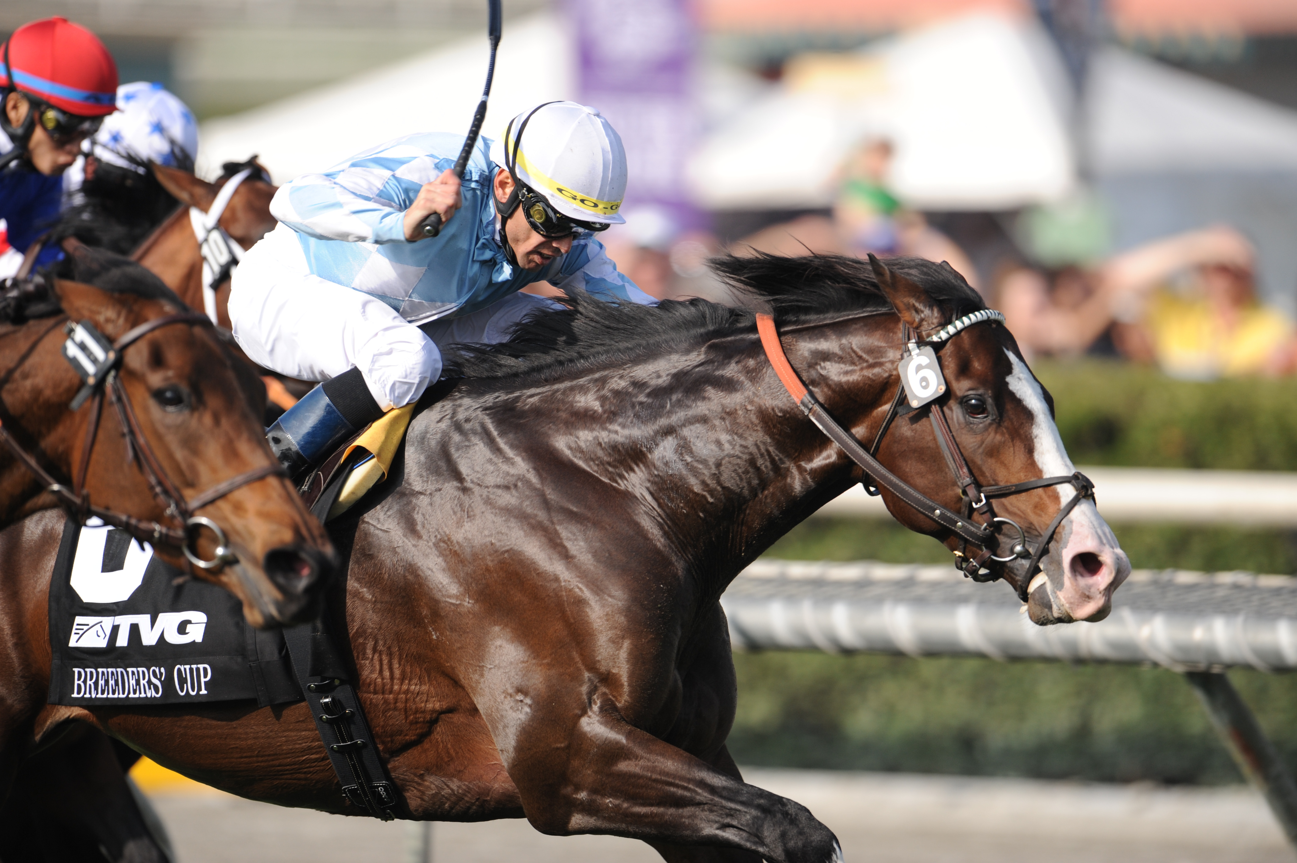 Goldikova (Breeders' Cup Photo/Eclipse Sportswire)