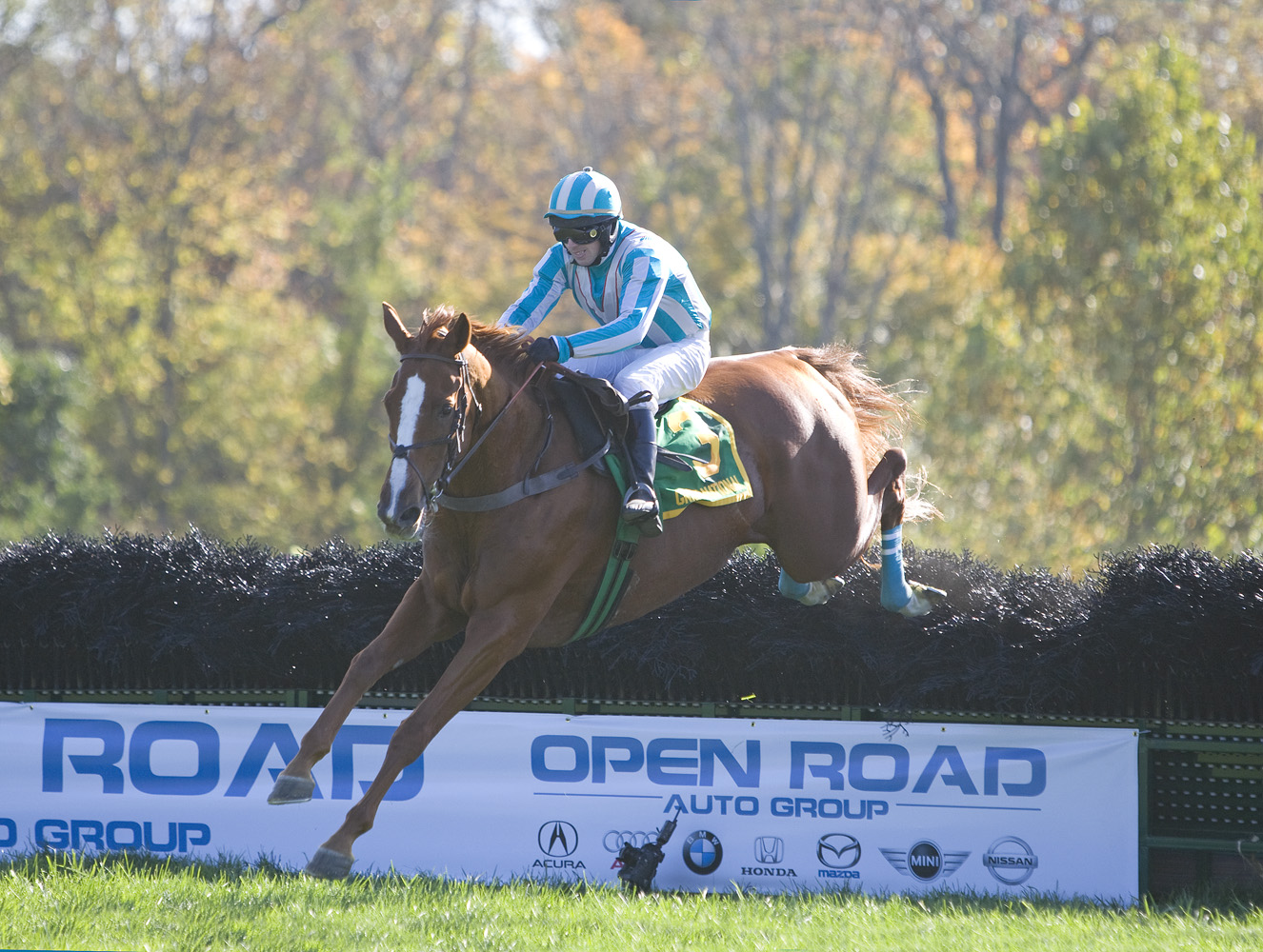 Good Night Shirt (Dowling up) clearing the last jump en route to winning the 2008 Grand National at Far Hills (Tod Marks)