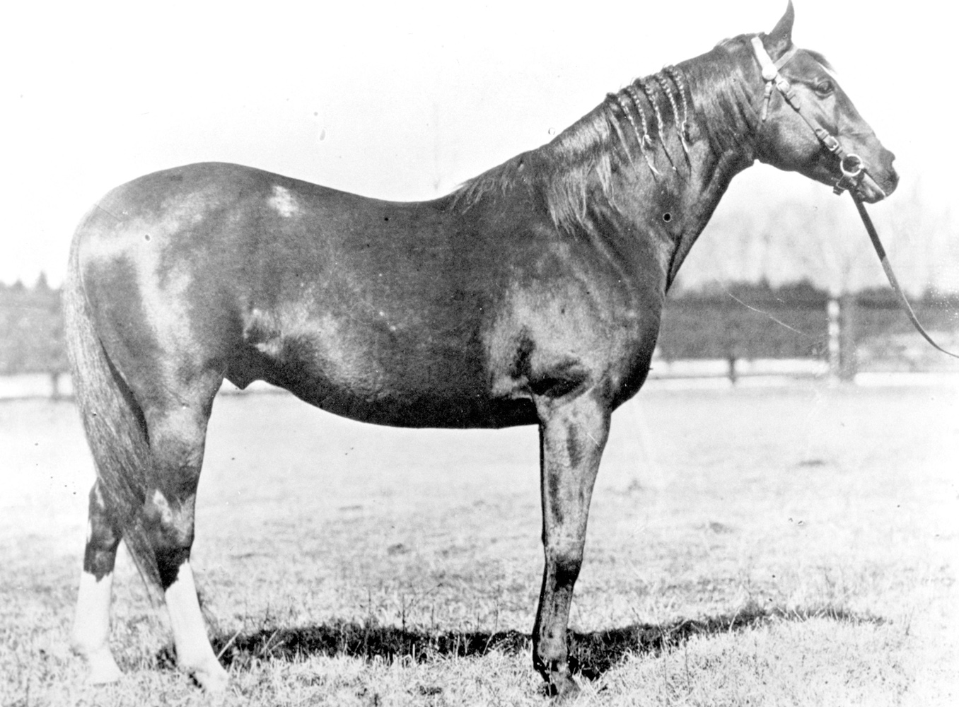 Hamburg (Keeneland Library Cook Collection/Museum Collection)