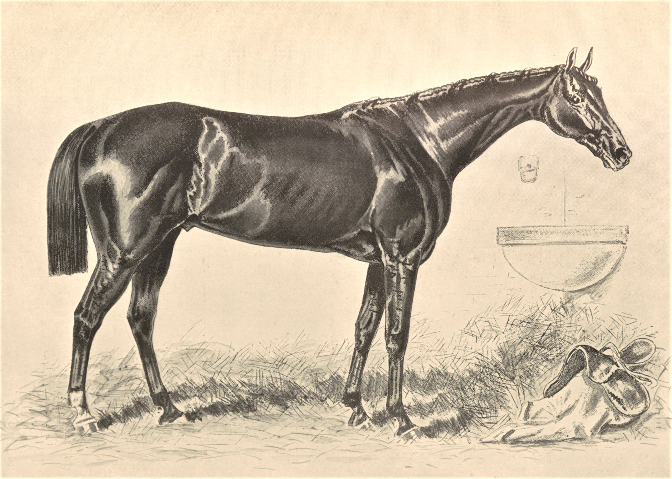 Illustration of Hindoo from Vosburgh's "Racing in America" (Keeneland Library Collection)