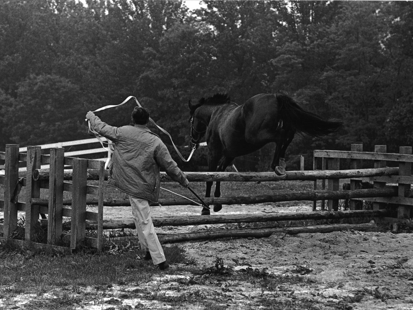 Jay Trump being schooled over a fence (Museum Collection)