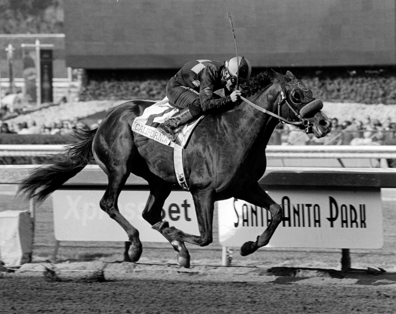 Lava Man (Corey Nakatani up) winning the 2006 Sunshine Millions Classic Stakes at Santa Anita (Bill Mochon/Museum Collection)