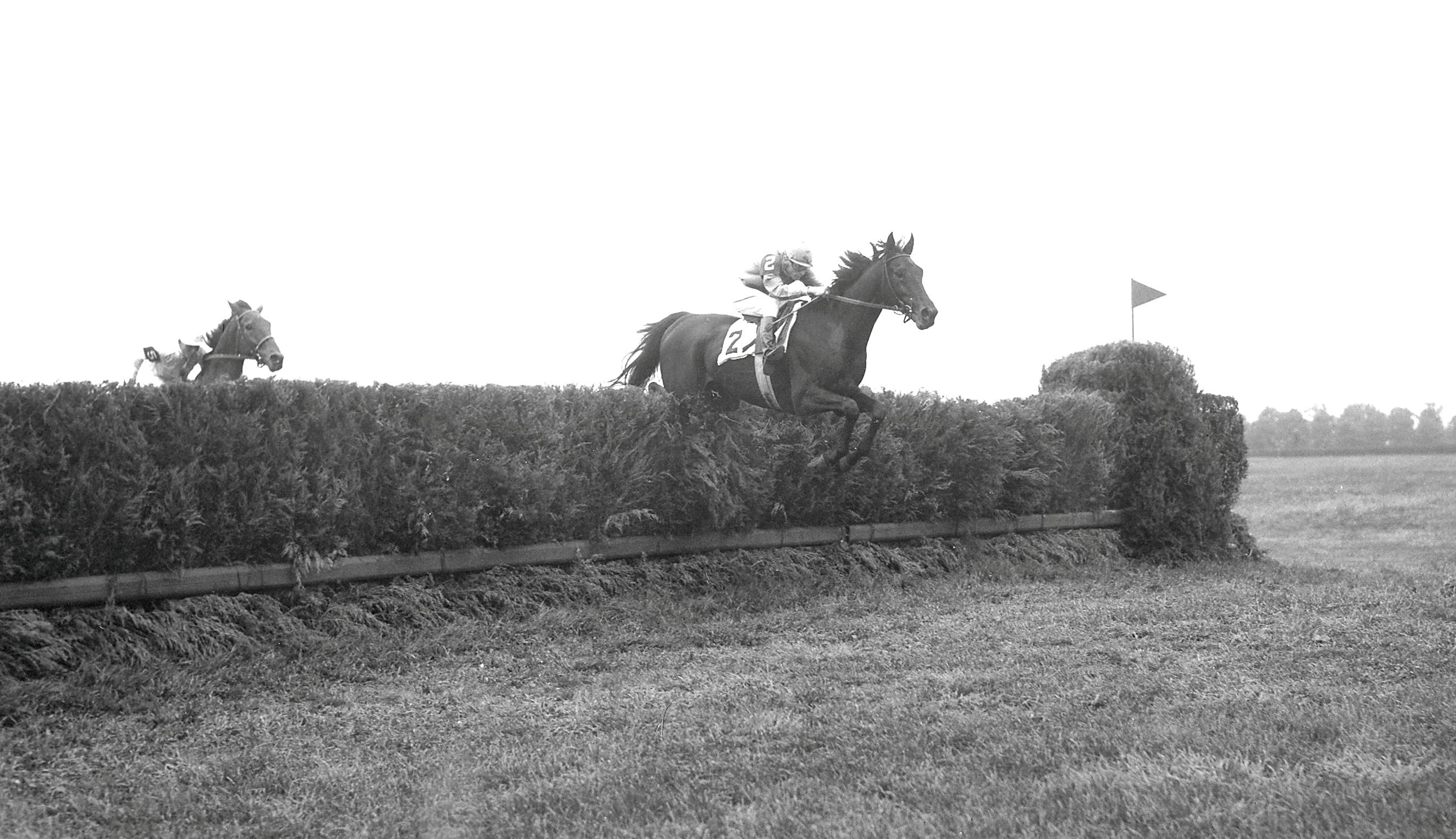 Oedipus (Frank Adams up) going over jump at the 1950 Brook Steeplechase Handicap at Belmont Park (Keeneland Library Morgan Collection/Museum Collection)