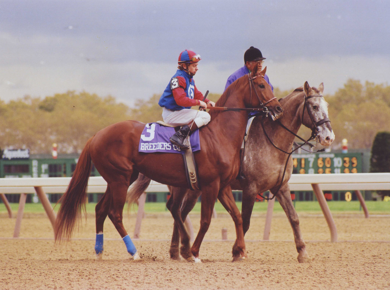 Precisionist (Chris McCarron up) in the post parade for the 1985 Breeders' Cup Sprint at Aqueduct (Barbara D. Livingston/Museum Collection)