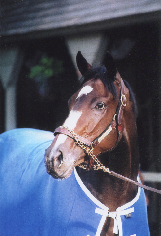 Rachel Alexandra at Saratoga, July 2009 (Mike Pender/Museum Collection)