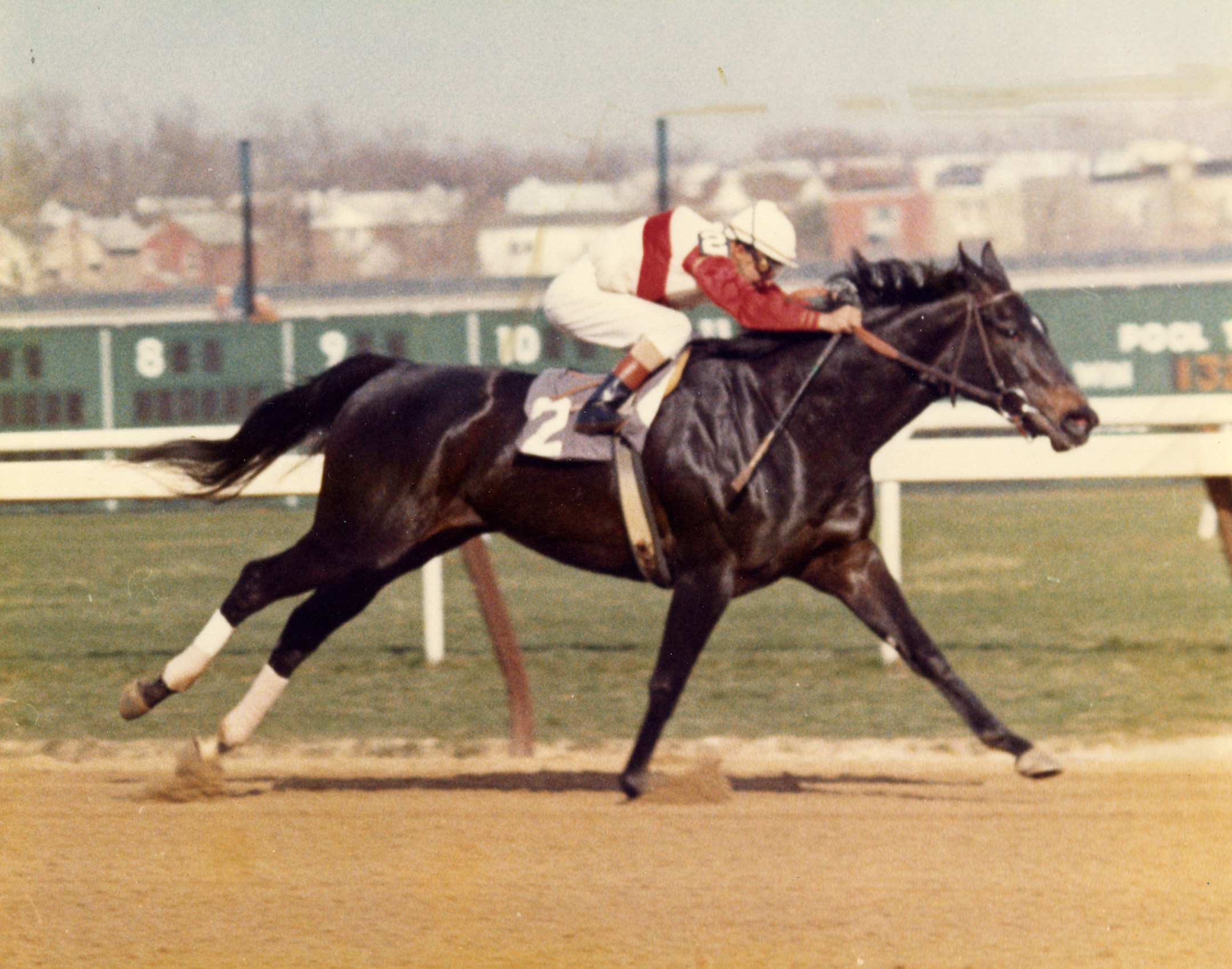 Ruffian (Jacinto Vasquez up) winning an allowance race at Aqueduct on April 14, 1975 (Museum Collection)