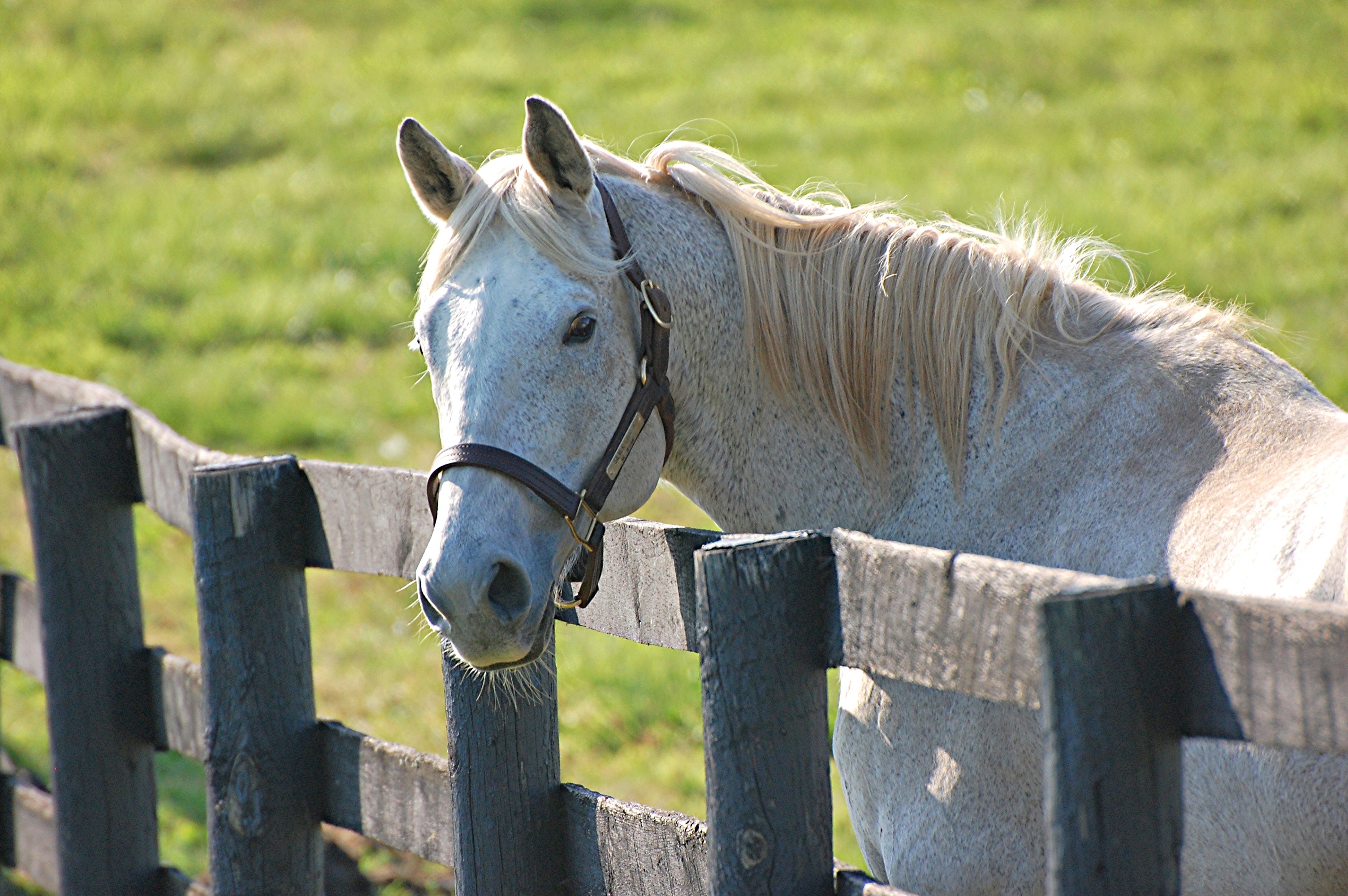 Silver Charm at Old Friends in Georgetown, Kentucky, 2016 (Rick Capone)