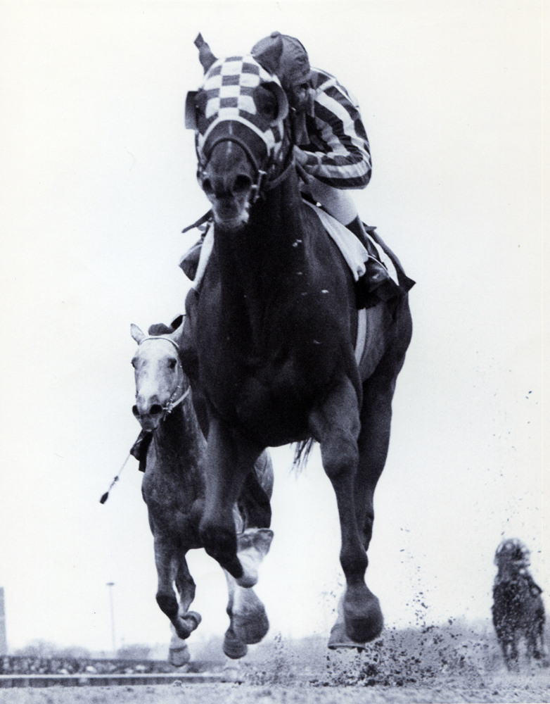 Secretariat (Ron Turcotte up) winning the 1973 Gotham at Aqueduct (Bob Coglianese/Museum Collection)