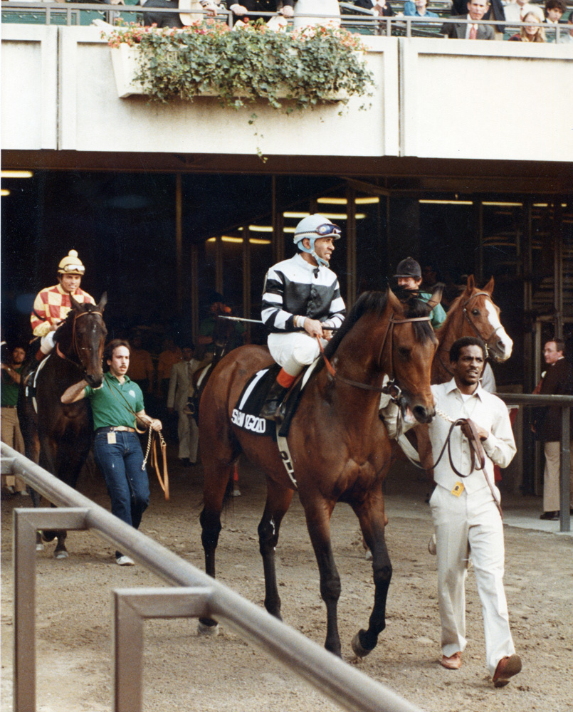 Slew o' Gold (Angel Cordero up) entering the track for the 1983 Belmont Stakes (Museum Collection)