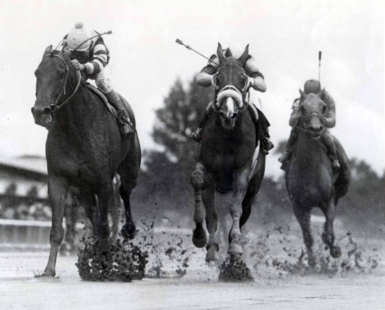 Slew o' Gold (Angel Cordero up) winning the 1984 Woodward at Belmont (Museum Collection)