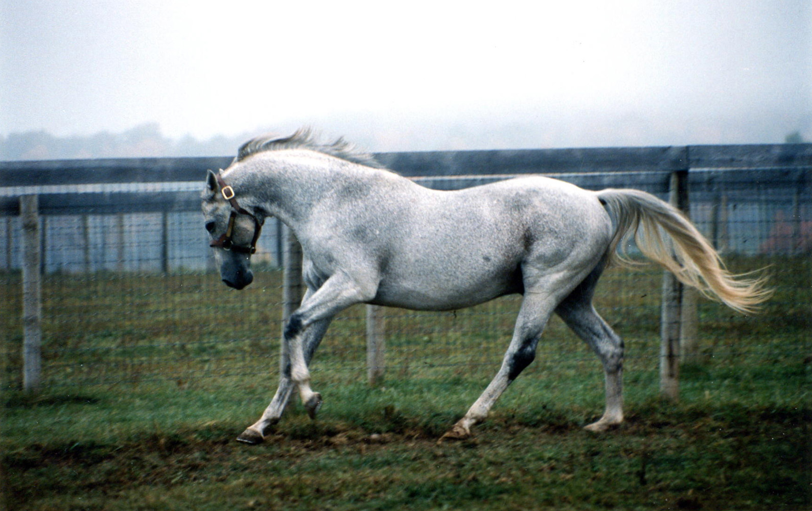 Spectacular Bid in retirement at Milfer Farm, November 1991 (Barbara D. Livingston/Museum Collection)