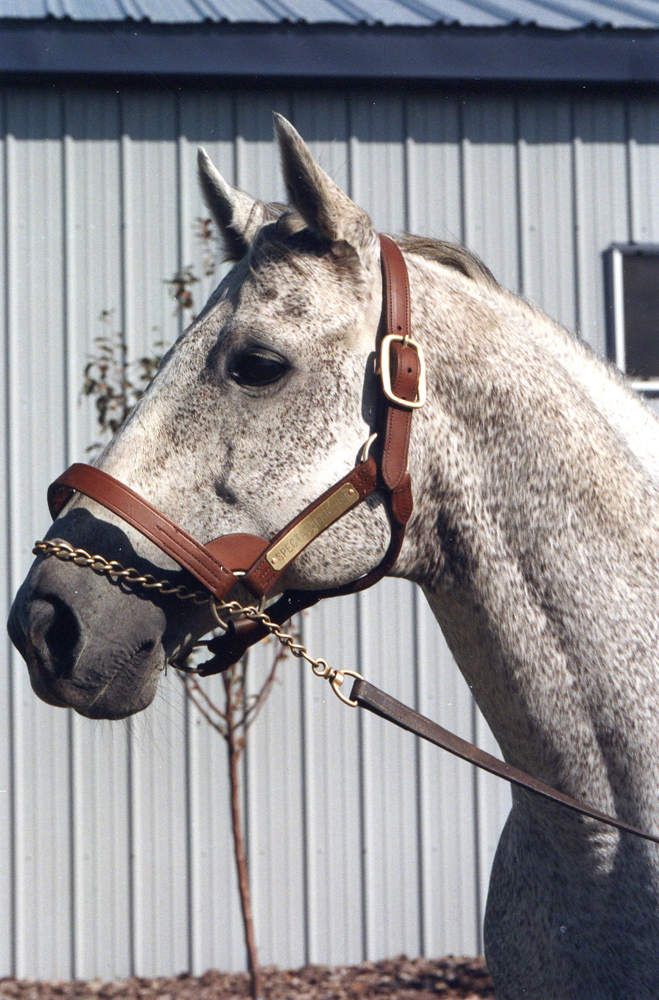 Spectacular Bid in retirement at Milfer Farm, November 1991 (Barbara D. Livingston/Museum Collection)