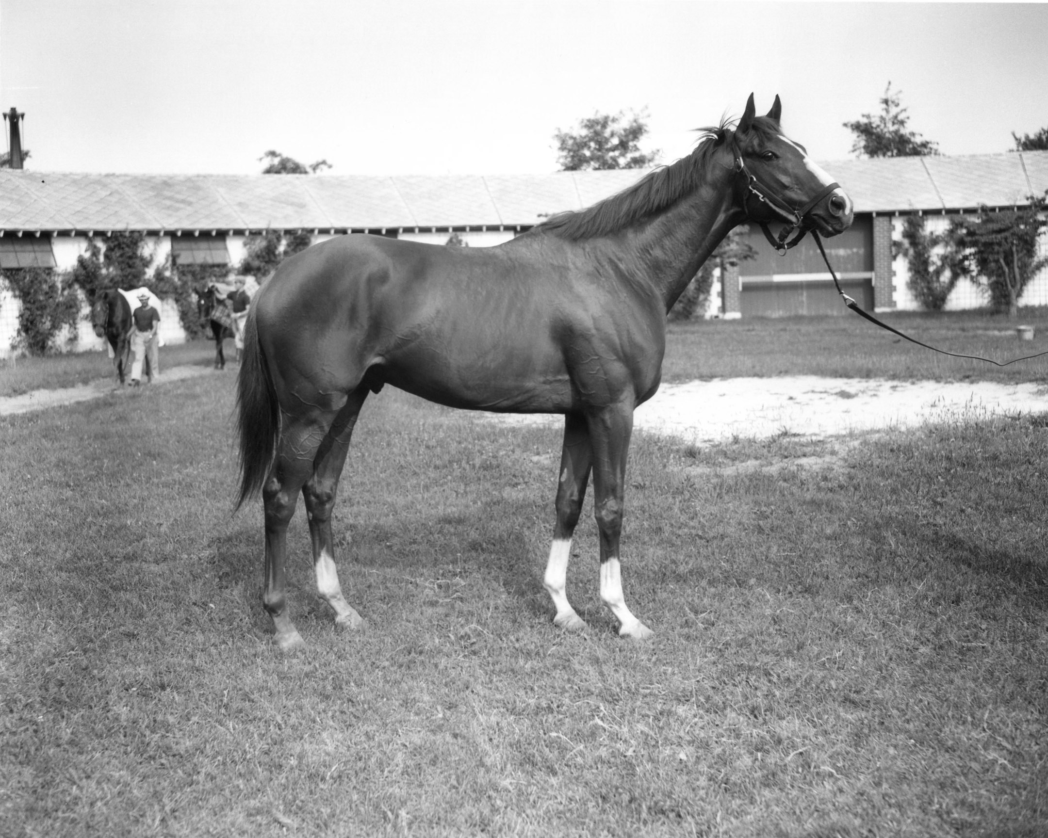 Sword Dancer at Belmont Park in 1959 (Keeneland Library Morgan Collection/Museum Collection)