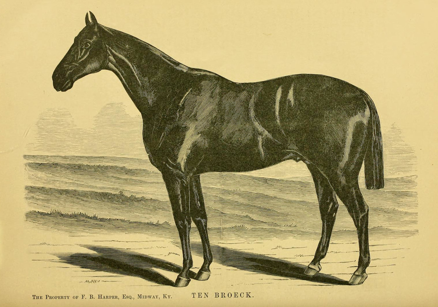 Illustration of Ten Broeck from "Famous American Racehorses," 1877 (Museum Collection)