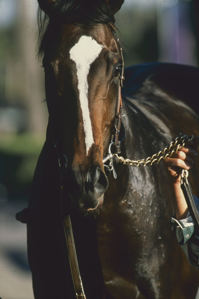 Tiznow, February 2001 (Keeneland Library Katey Barrett Collection)