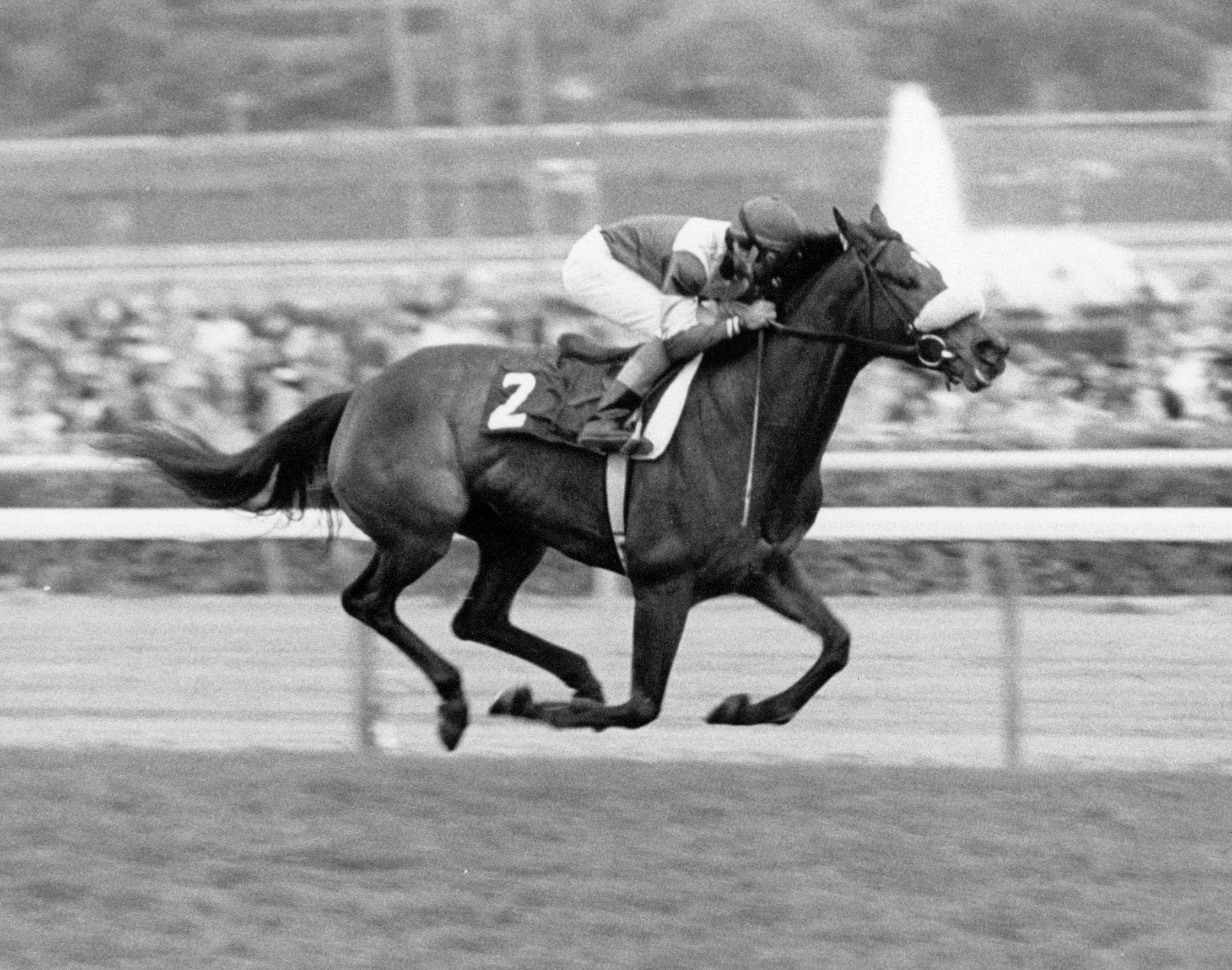 Waya (Santa Anita Park Photo)