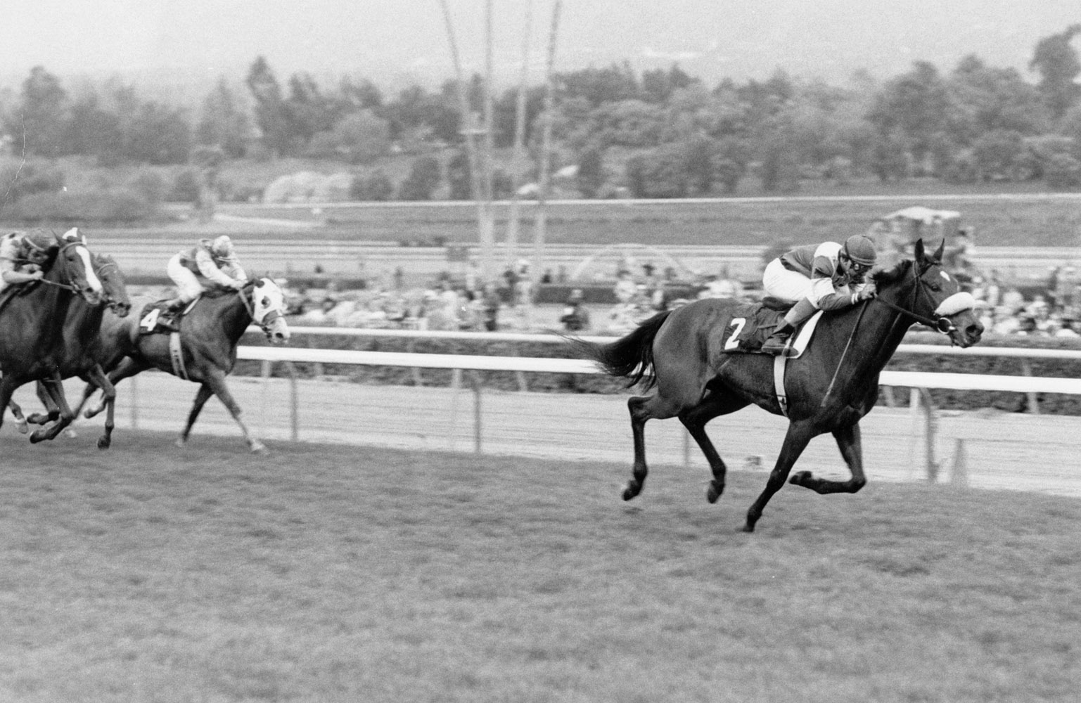 Waya (Angel Cordero up) winning the 1979 Santa Ana Handicap at Santa Anita Park (Santa Anita Photo)