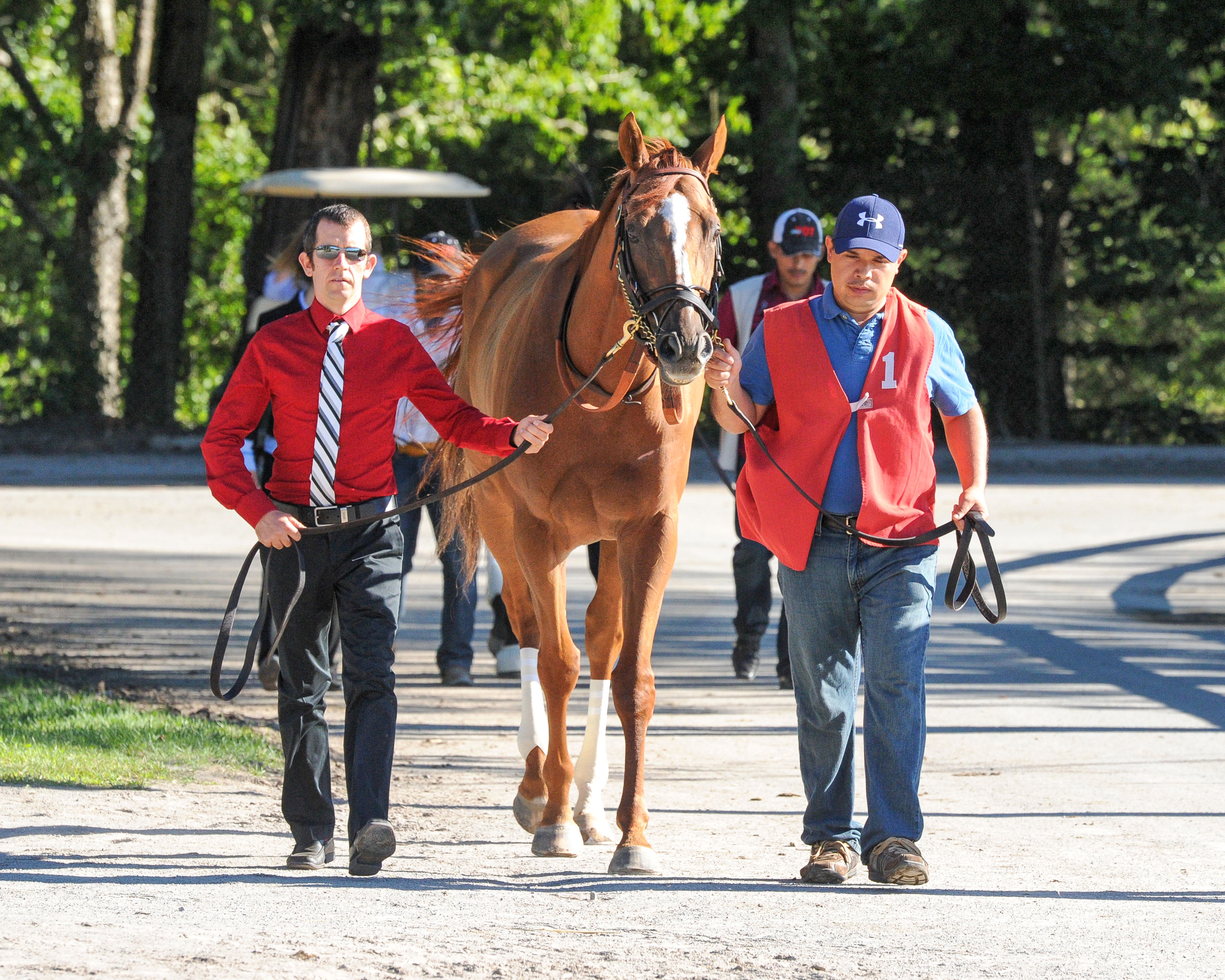 Wise Dan at Saratoga, 2013 (Bob Mayberger)