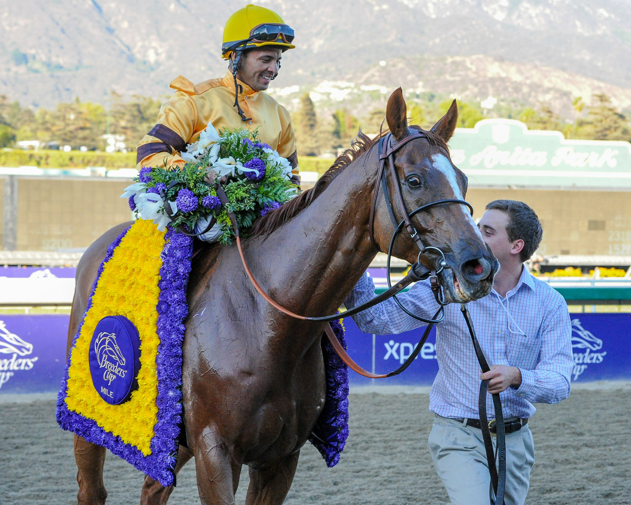 Wise Dan (Jose Lezcano up) after winning the 2013 Breeders Cup' Mile at Santa Anita, his second consecutive Breeders' Cup victory (Bob Mayberger)